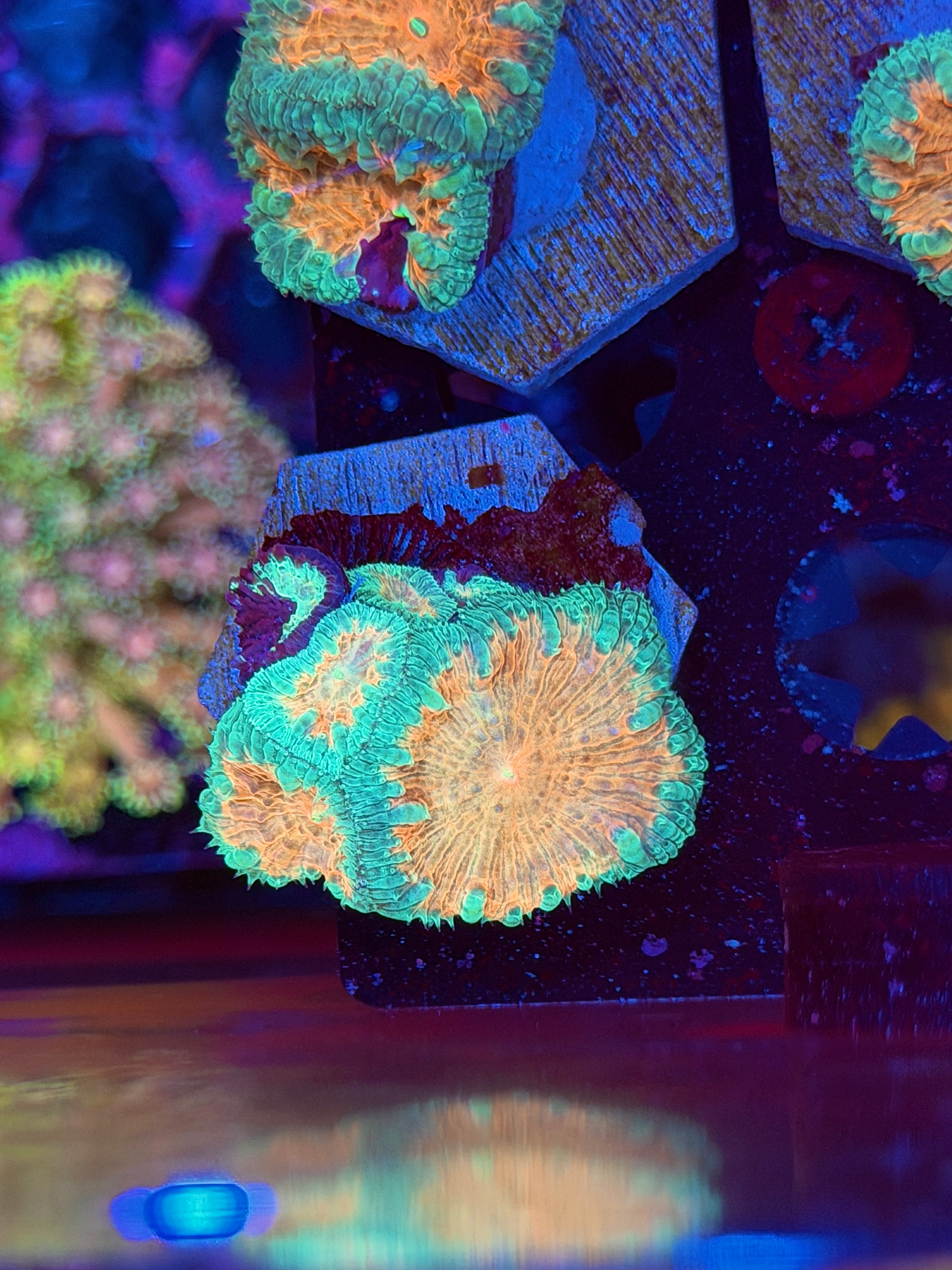 JEA Miami Vice Blastomussa Coral Mini Colony 4 Heads XL *New Release* 8/7