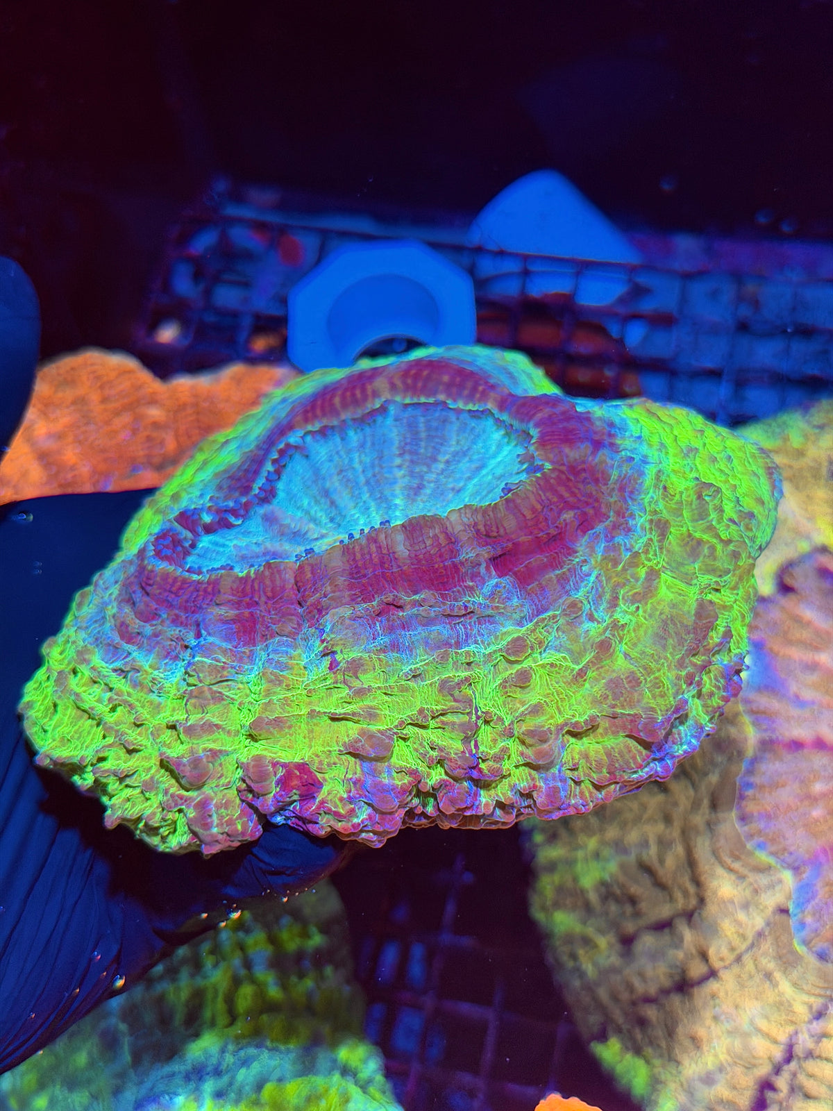 UFO Acanthophyllia Meat Coral XXL 9/21