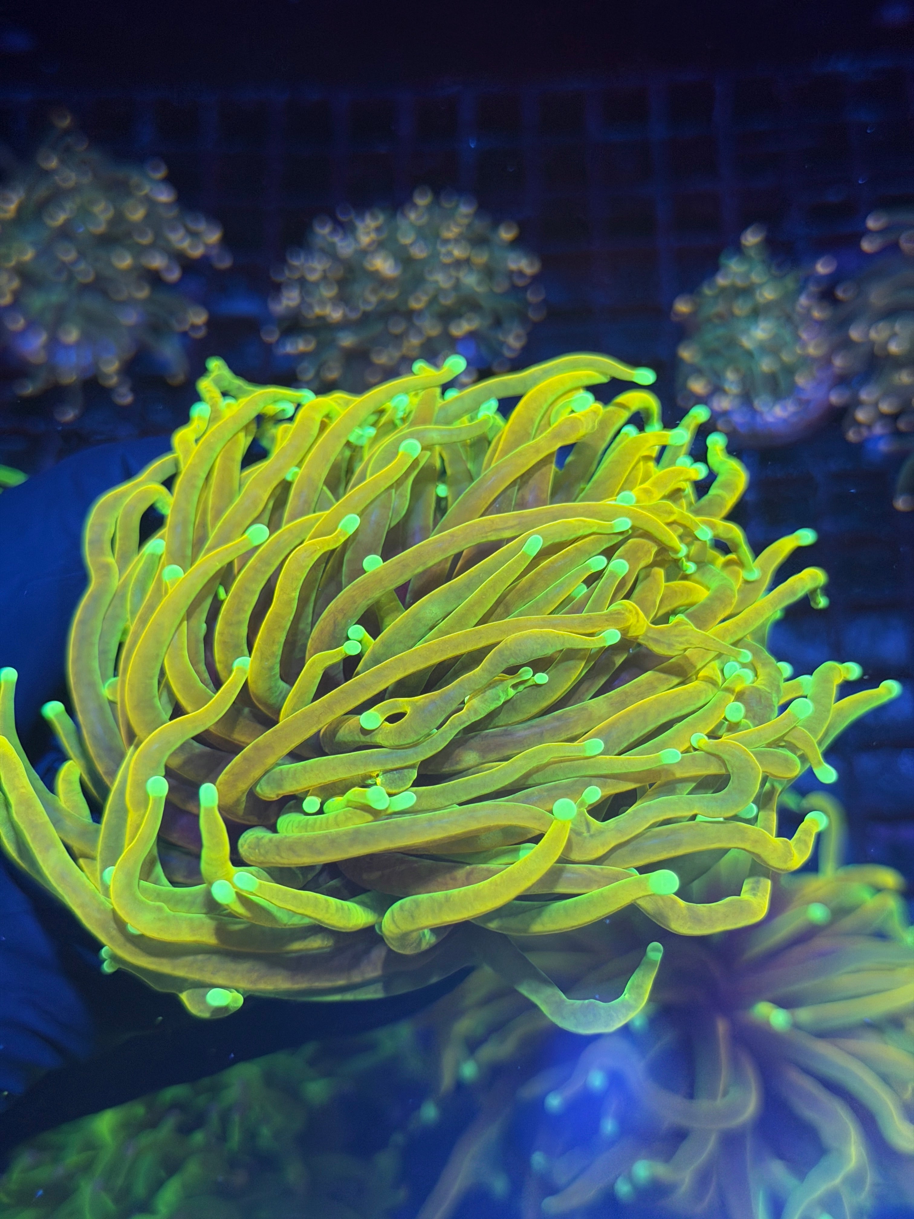 JEA Hellfire Torch Coral 1 XXL Head Splitting