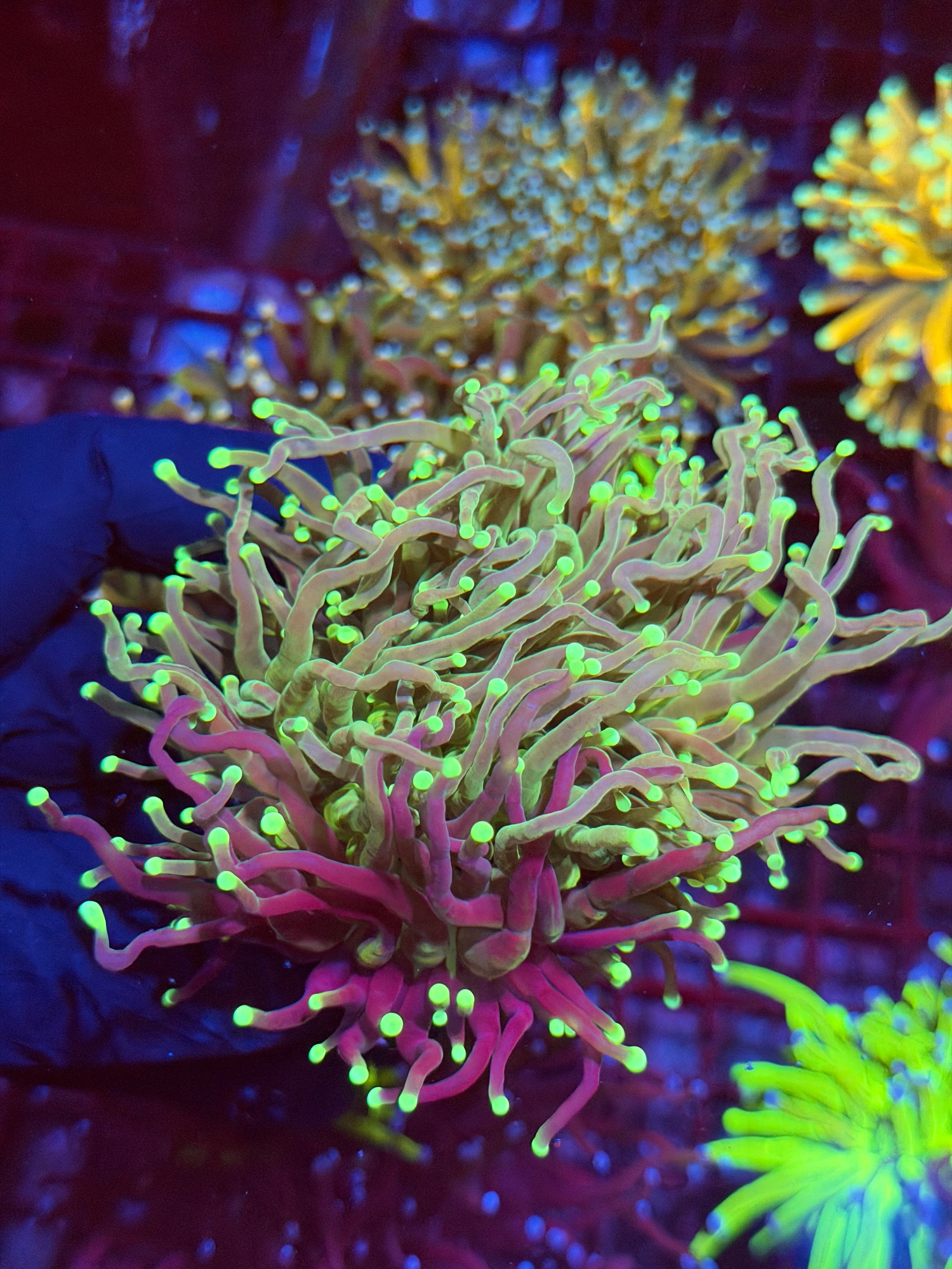 JEA Grafted Master Torch Coral 2 XXL Heads Splitting Collectors Piece 9/6