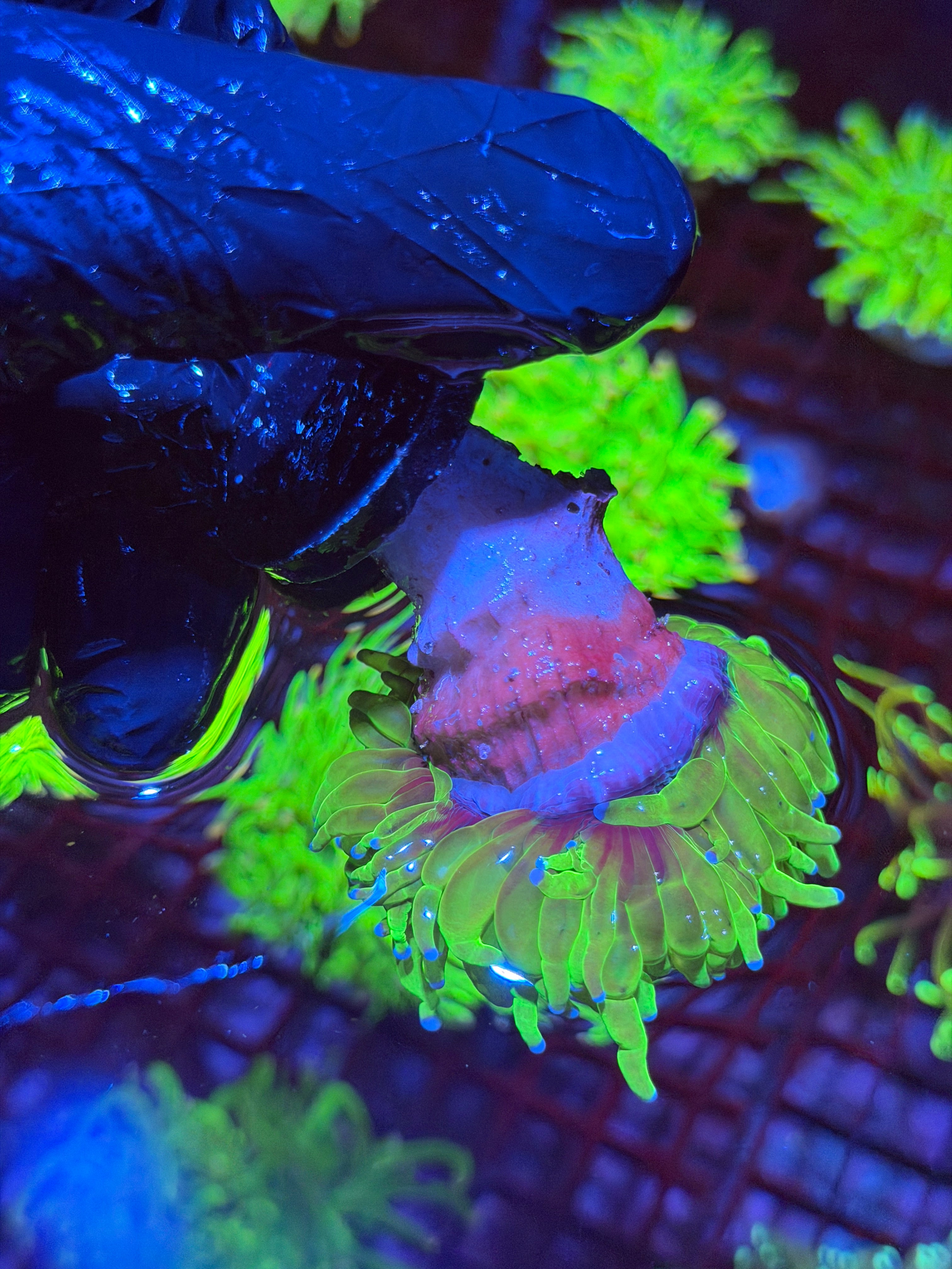 JEA Holy Grail Torch Coral 1 XL Head Splitting 9/6