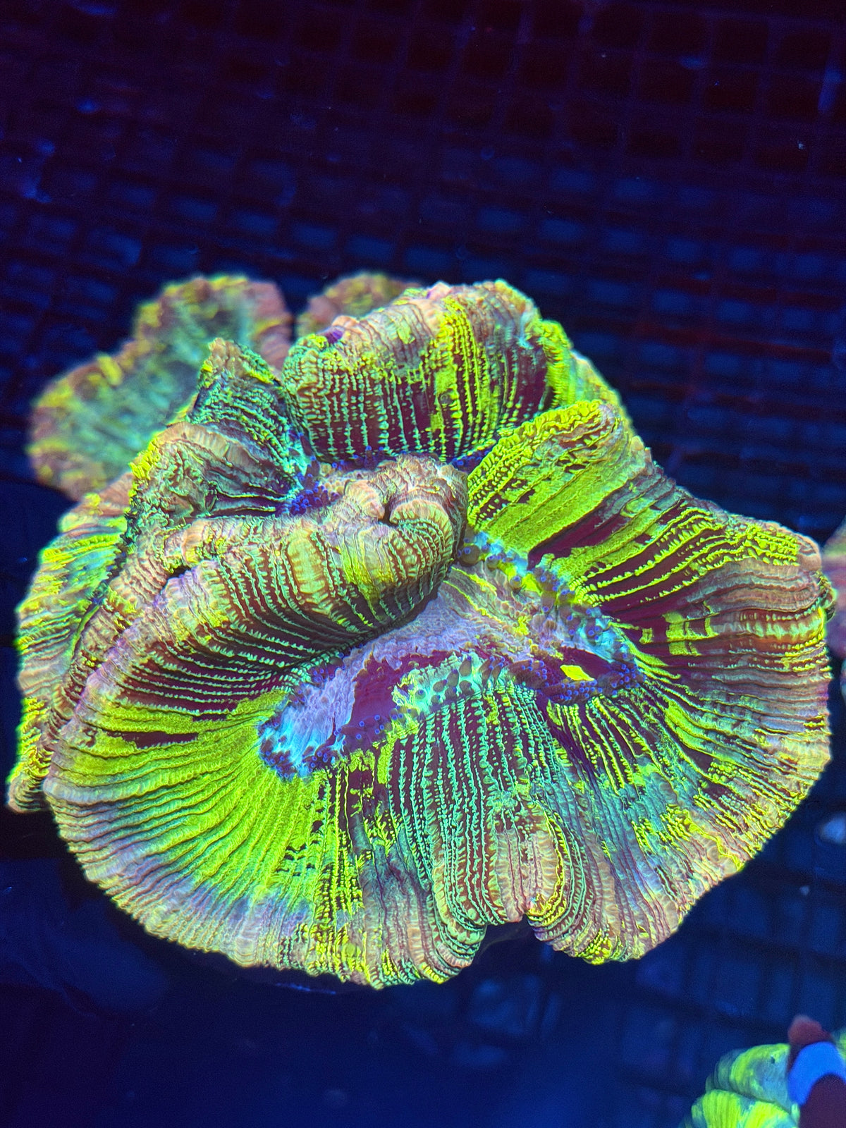 Rainbow Holographic Trachyphyllia Meat Coral XXL Show Piece 9/27