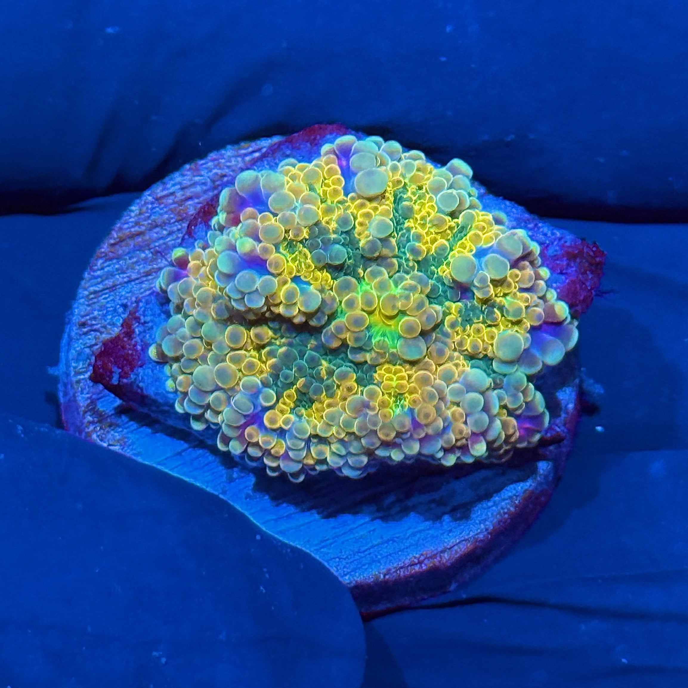 JEA Crayola Yuma Mushroom Coral 10/12