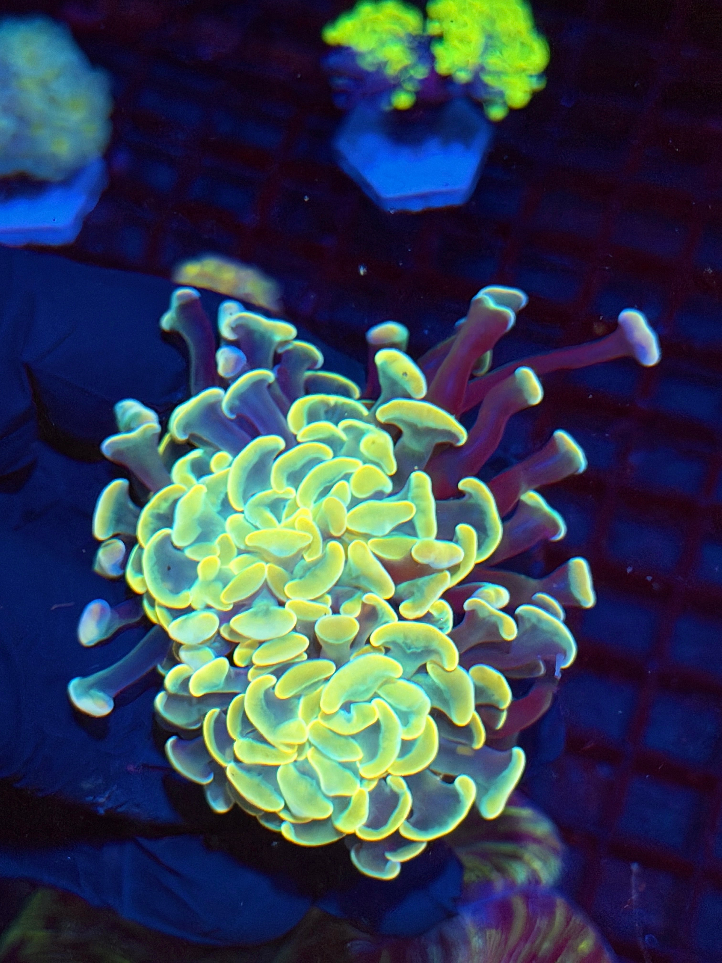JEA Lightsaber Hammer Coral 2 heads XXL