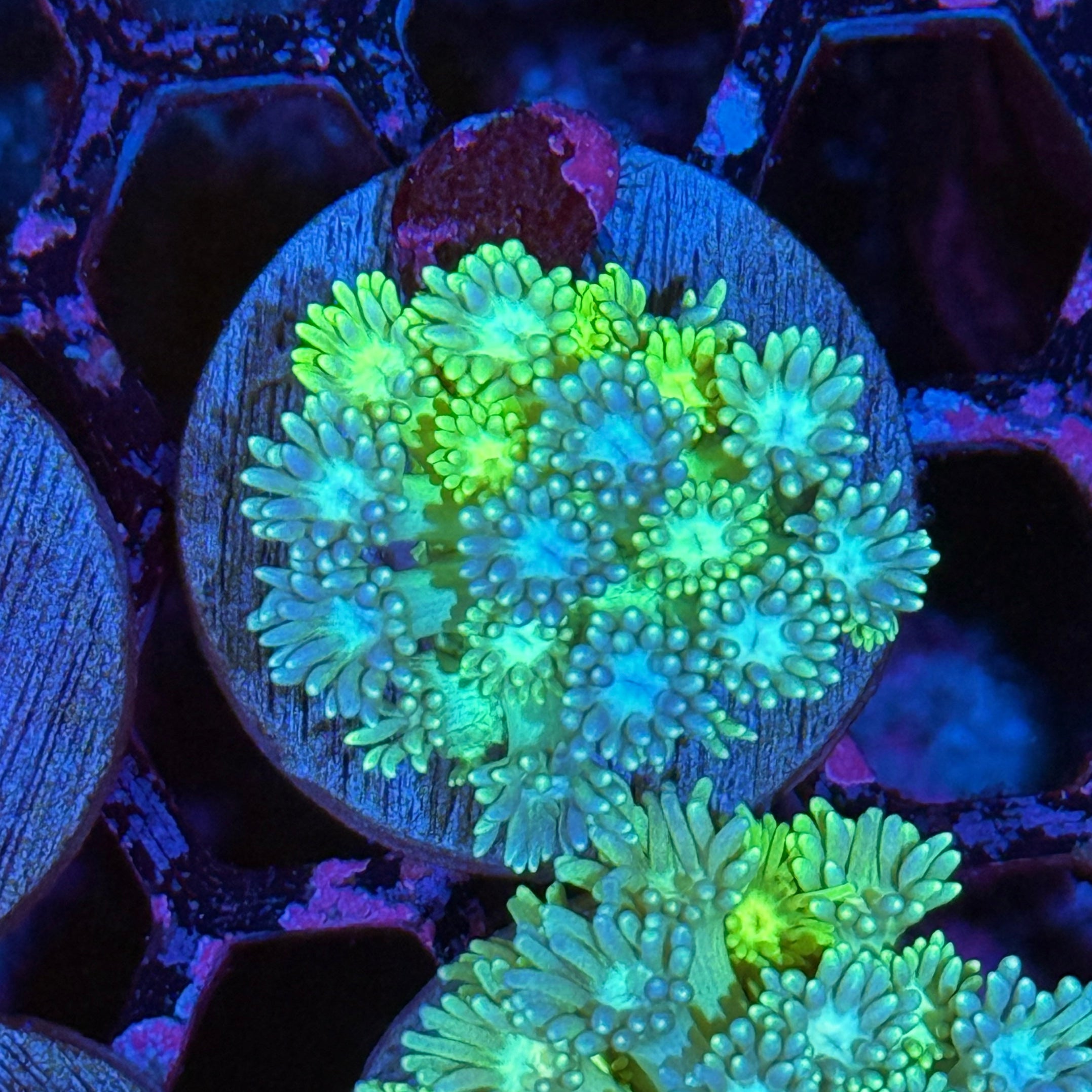 JEA Evil Rainbow Goniopora Coral XL Frag