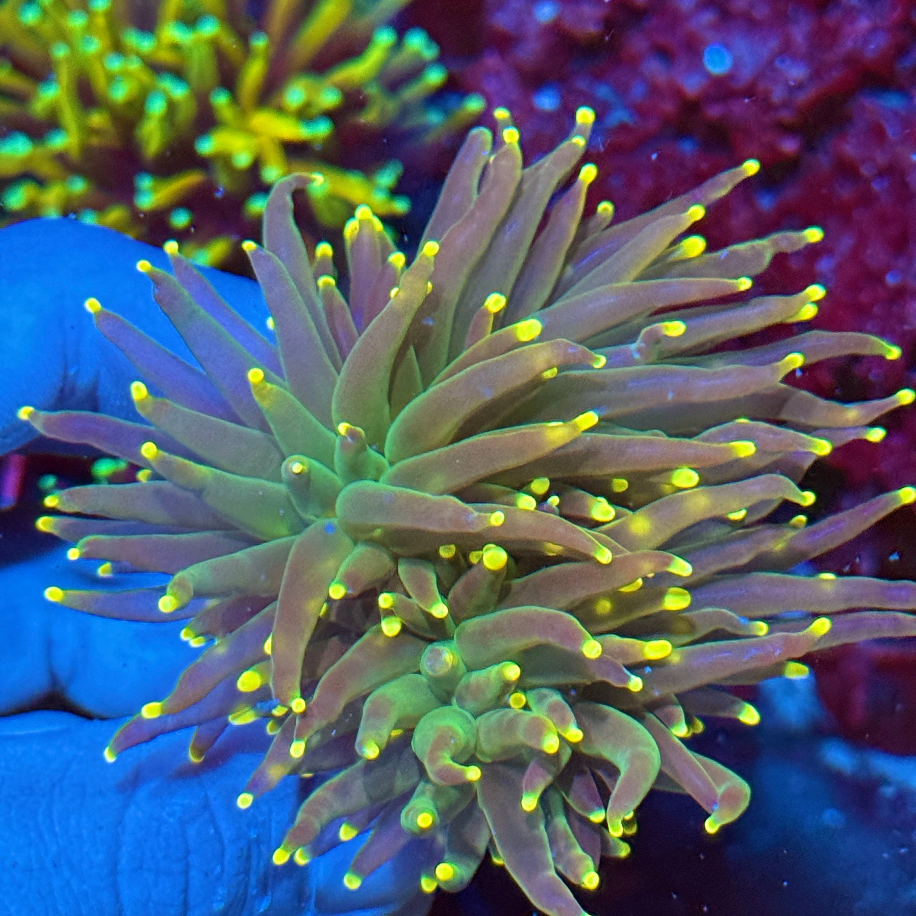 JEA Lemon Drop Torch Coral 2 XL Heads