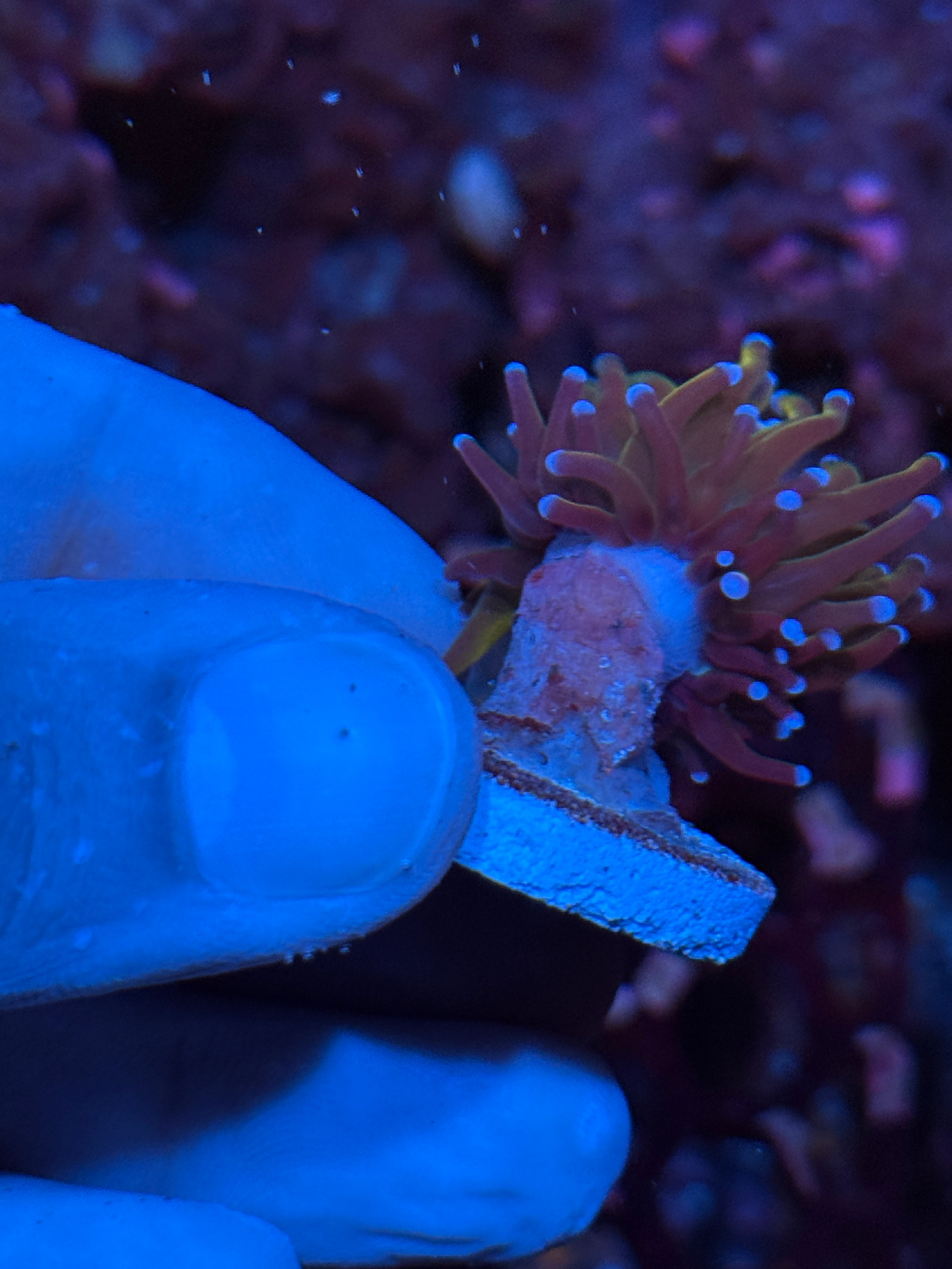 JEA Shiny Dragon Tamer Torch Coral 1 Head  10/12
