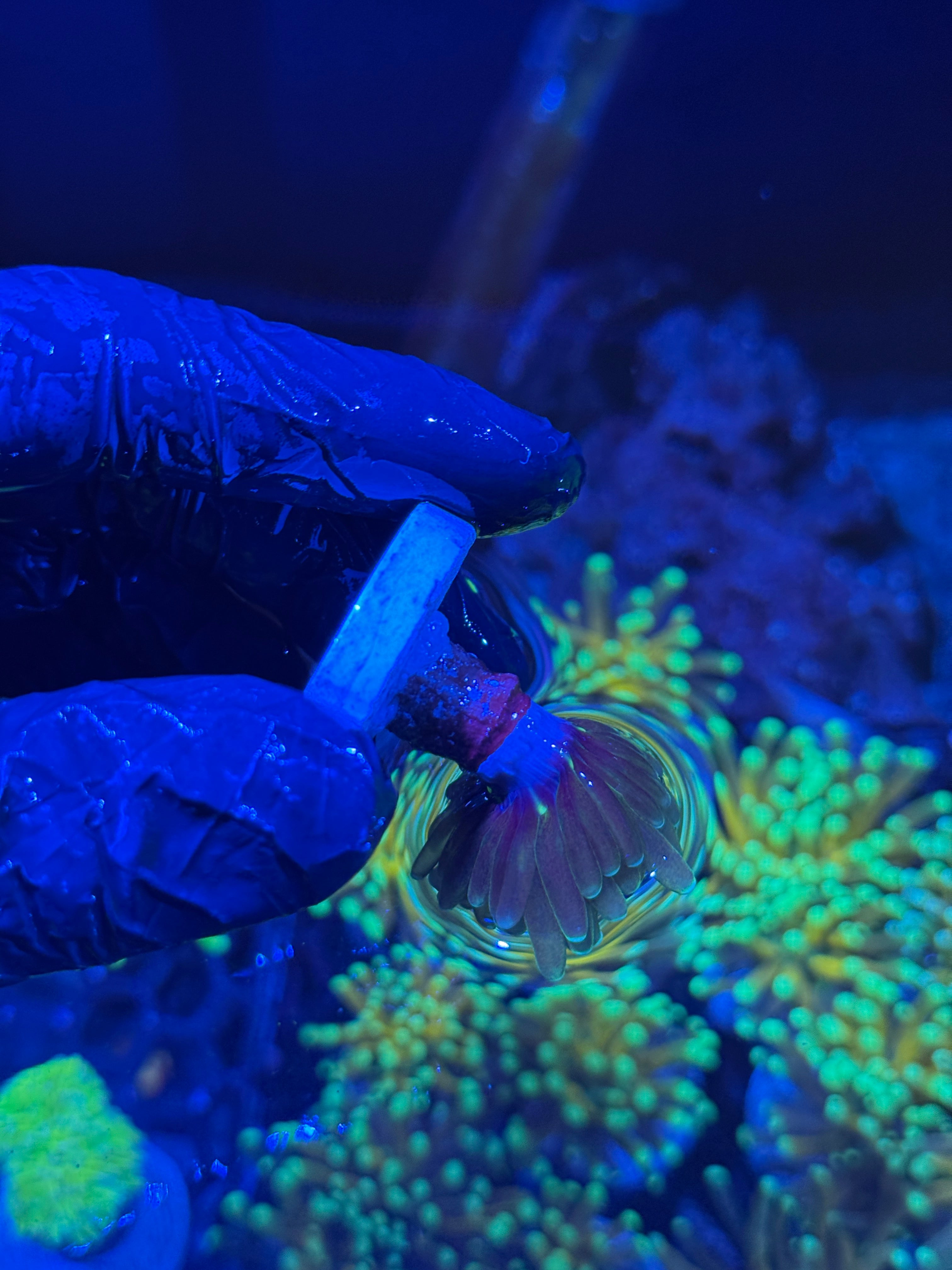 JEA Branching Tiger Torch Coral 1 Head