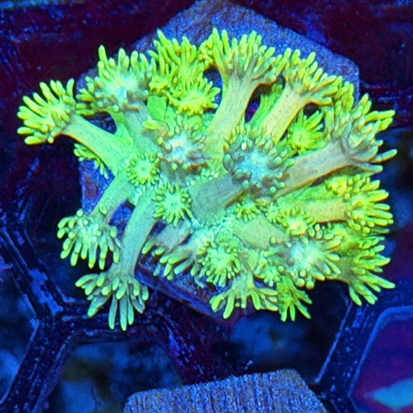 JEA Thunderbolt Goniopora Coral *New Release* 8/1