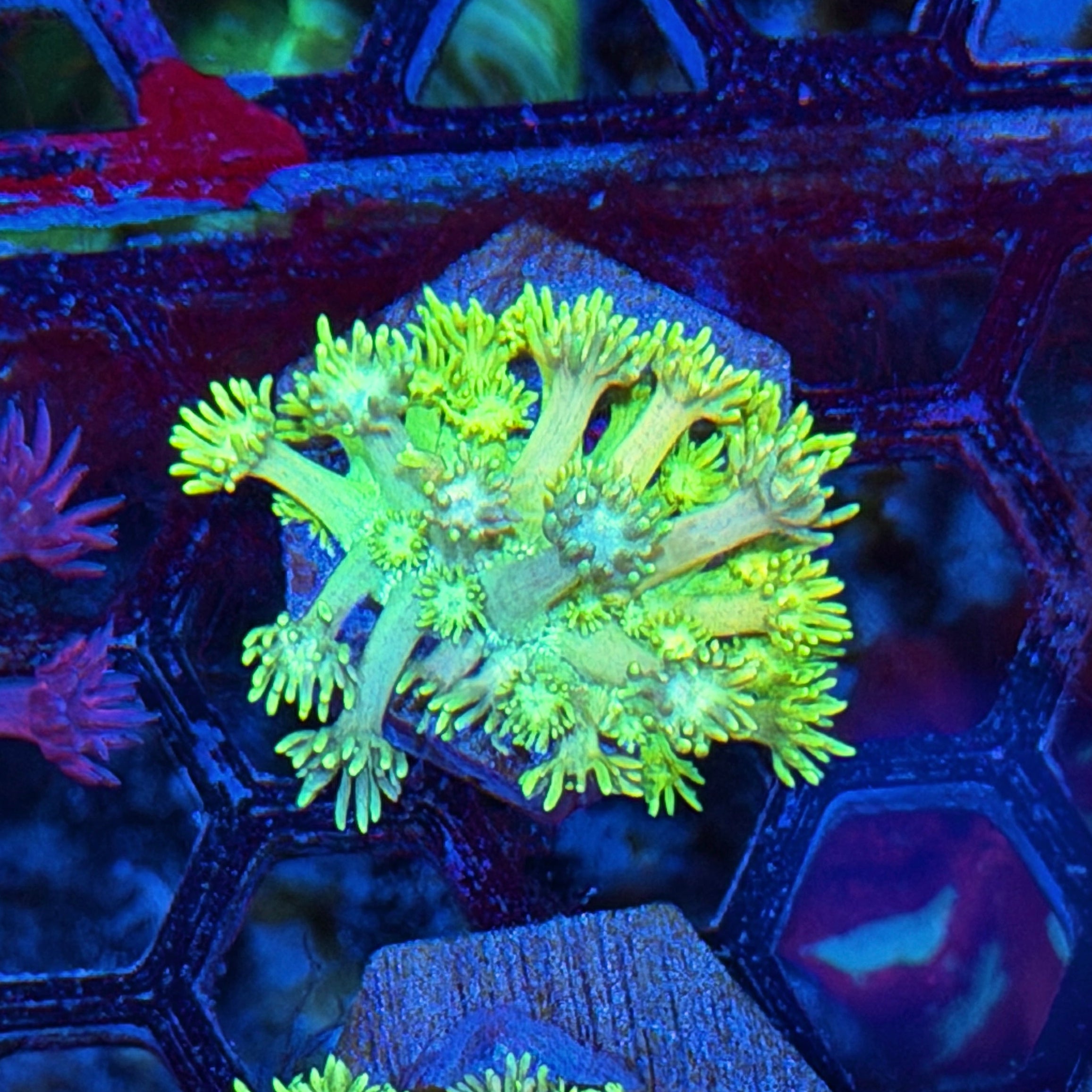 JEA Thunderbolt Goniopora Coral *New Release* 7/26