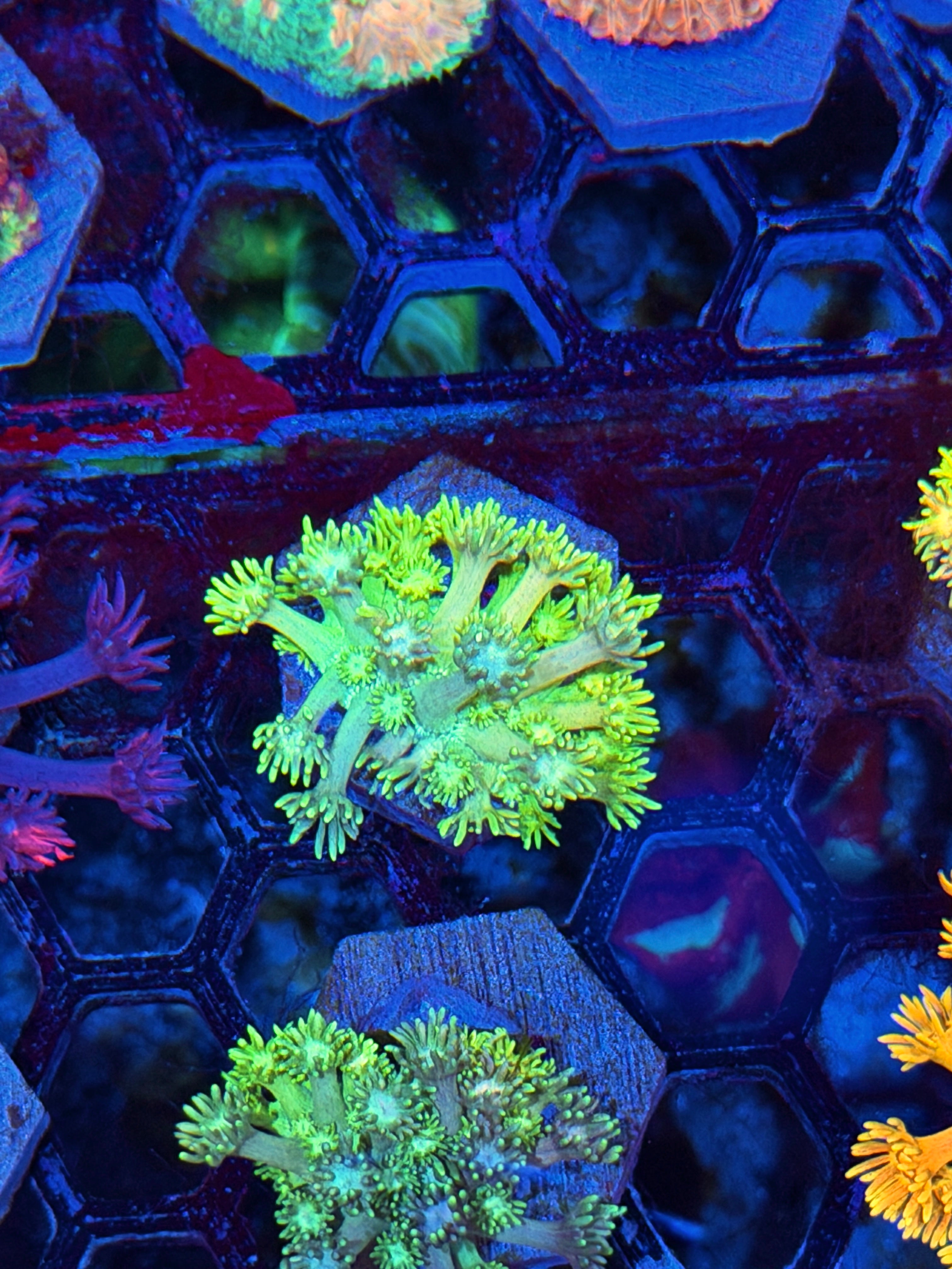 JEA Thunderbolt Goniopora Coral *New Release* 7/21