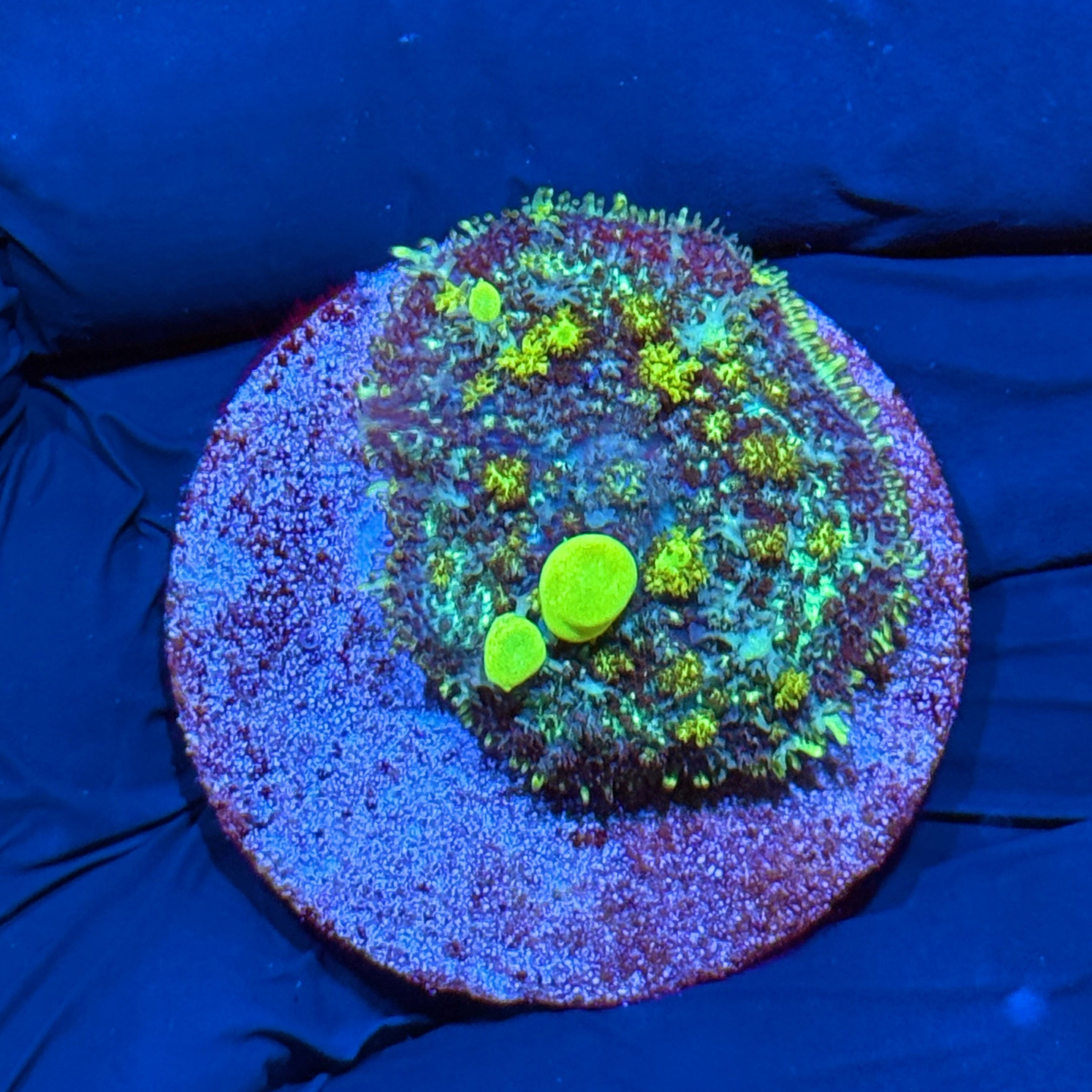 JEA Nitro Bounce Mushroom Coral 10/12