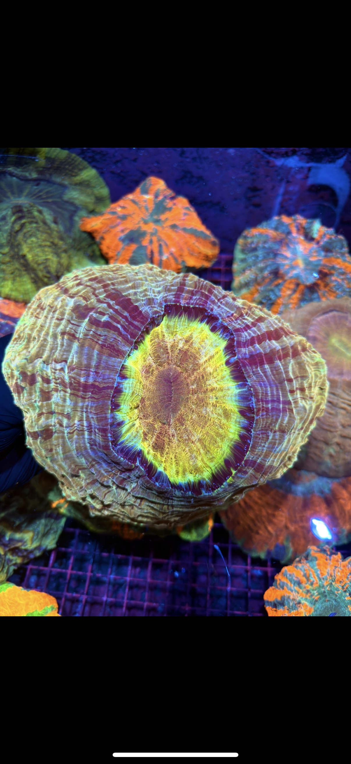 Gold Striped Acanthophyllia Meat Coral XXL Show Sized 2/24