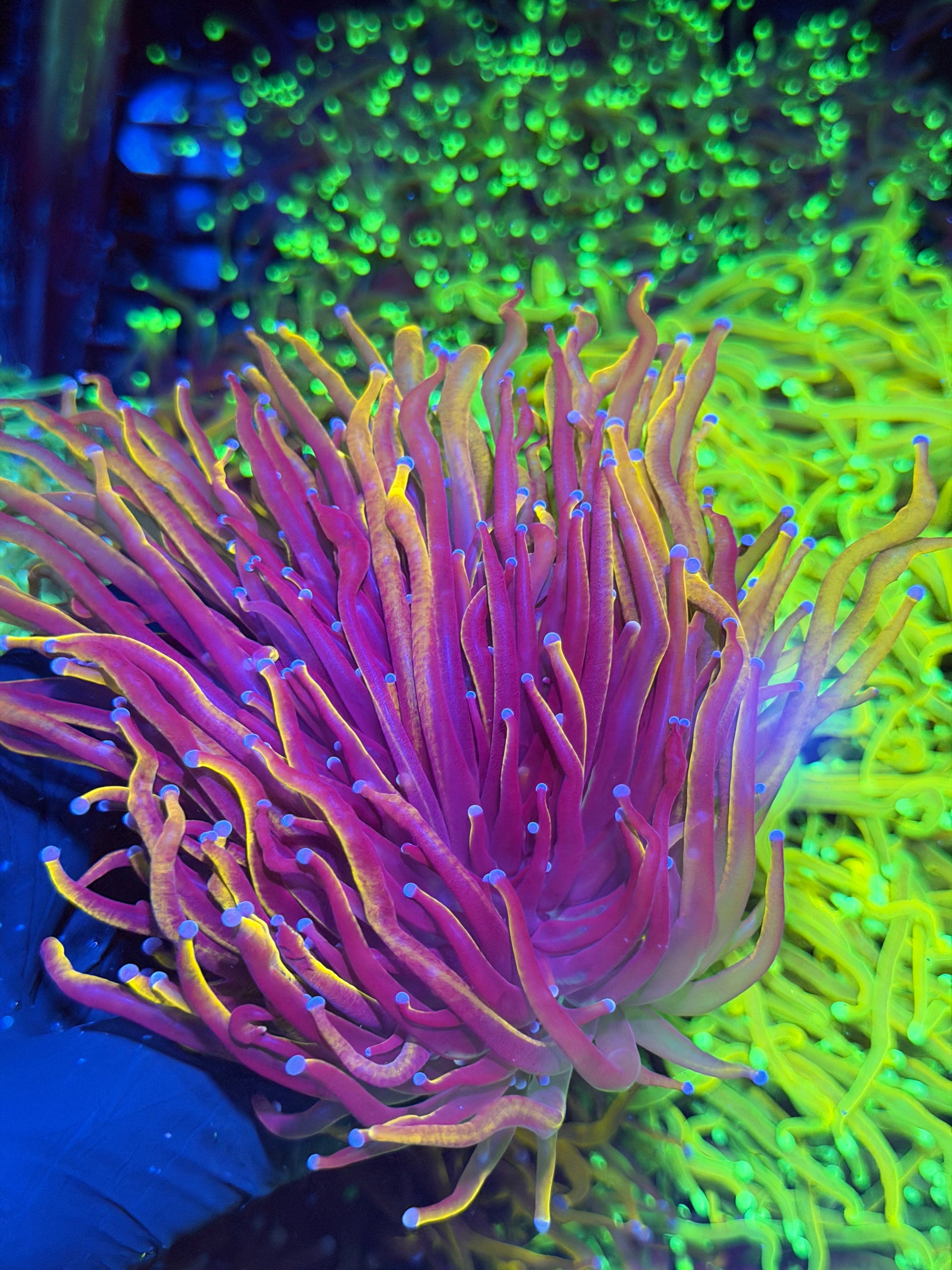 JEA Orange Peel Torch Coral Mini Colony Cluster 3-4 Heads XXL