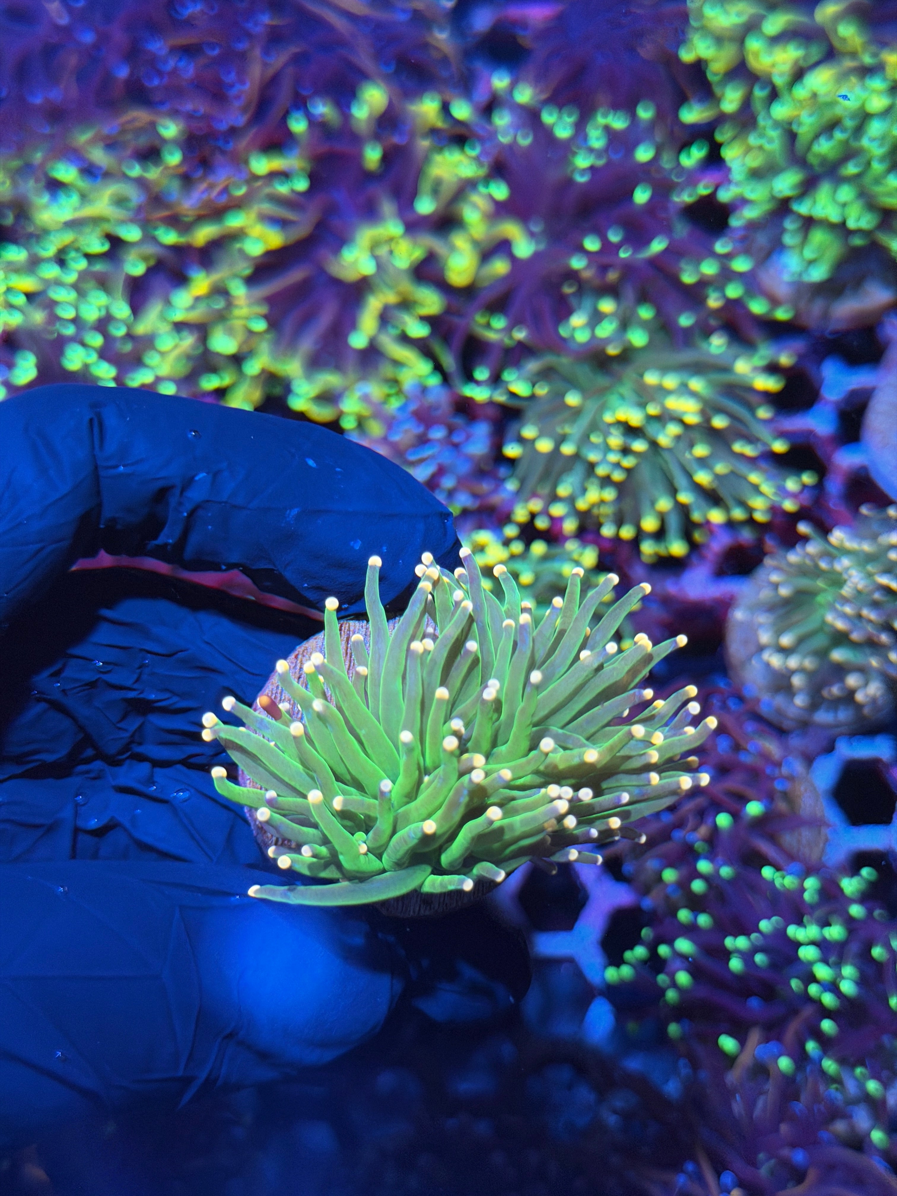 JEA Peach Tip Torch Coral 2 Heads Splitting