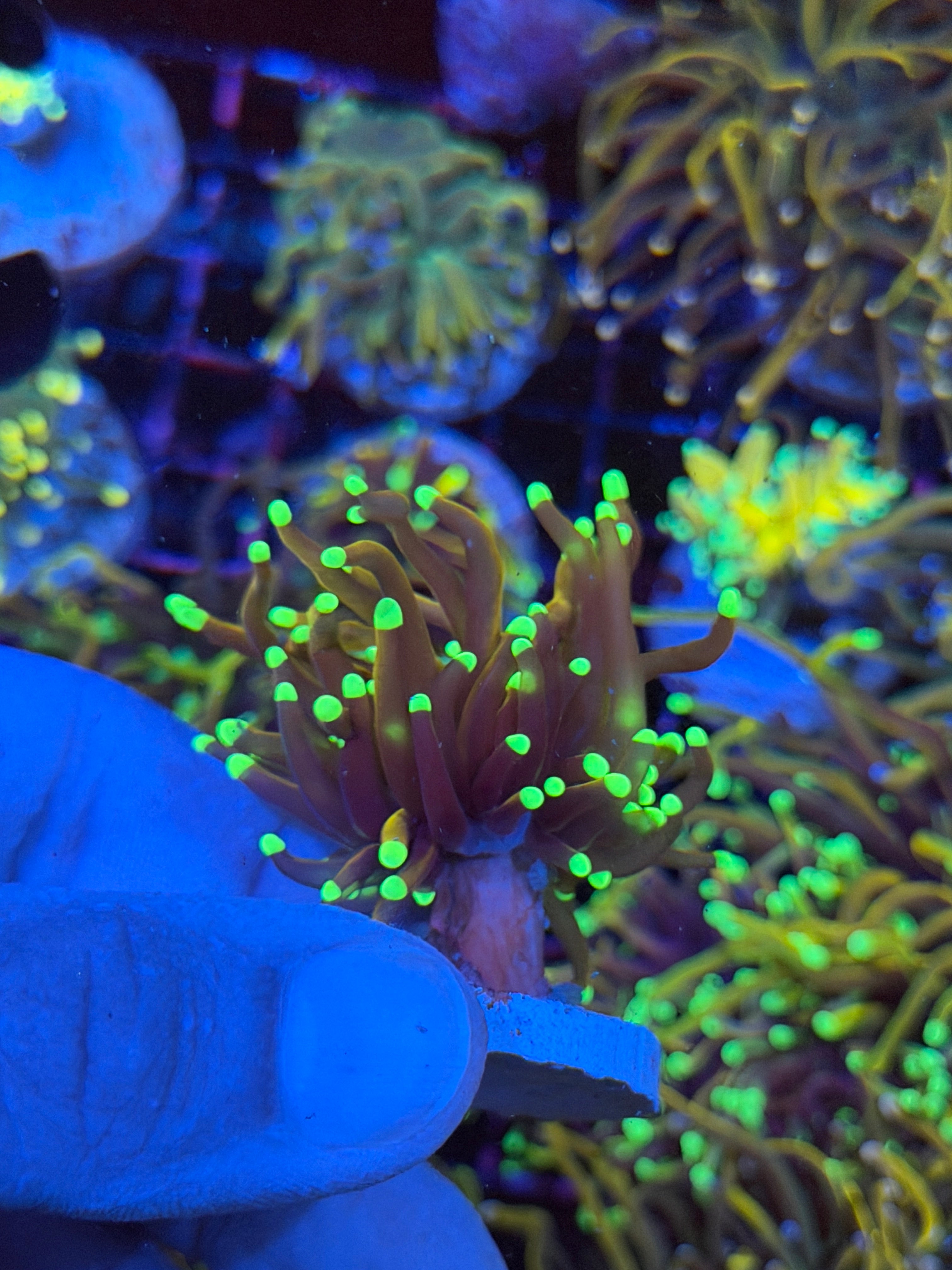 JEA Jester Torch Coral 1 Head