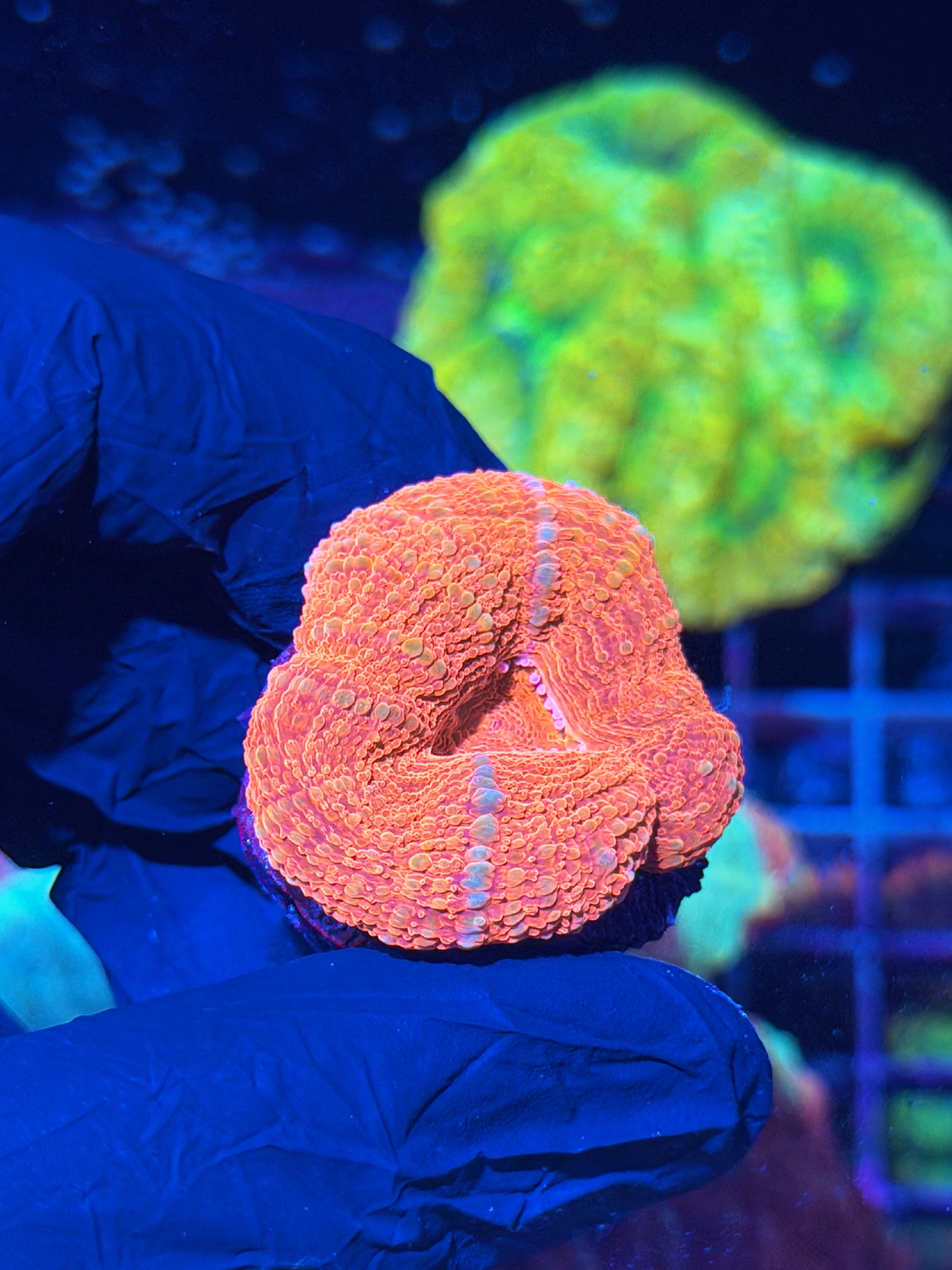 JEA Cherry Pie Acan Bowerbanki Coral