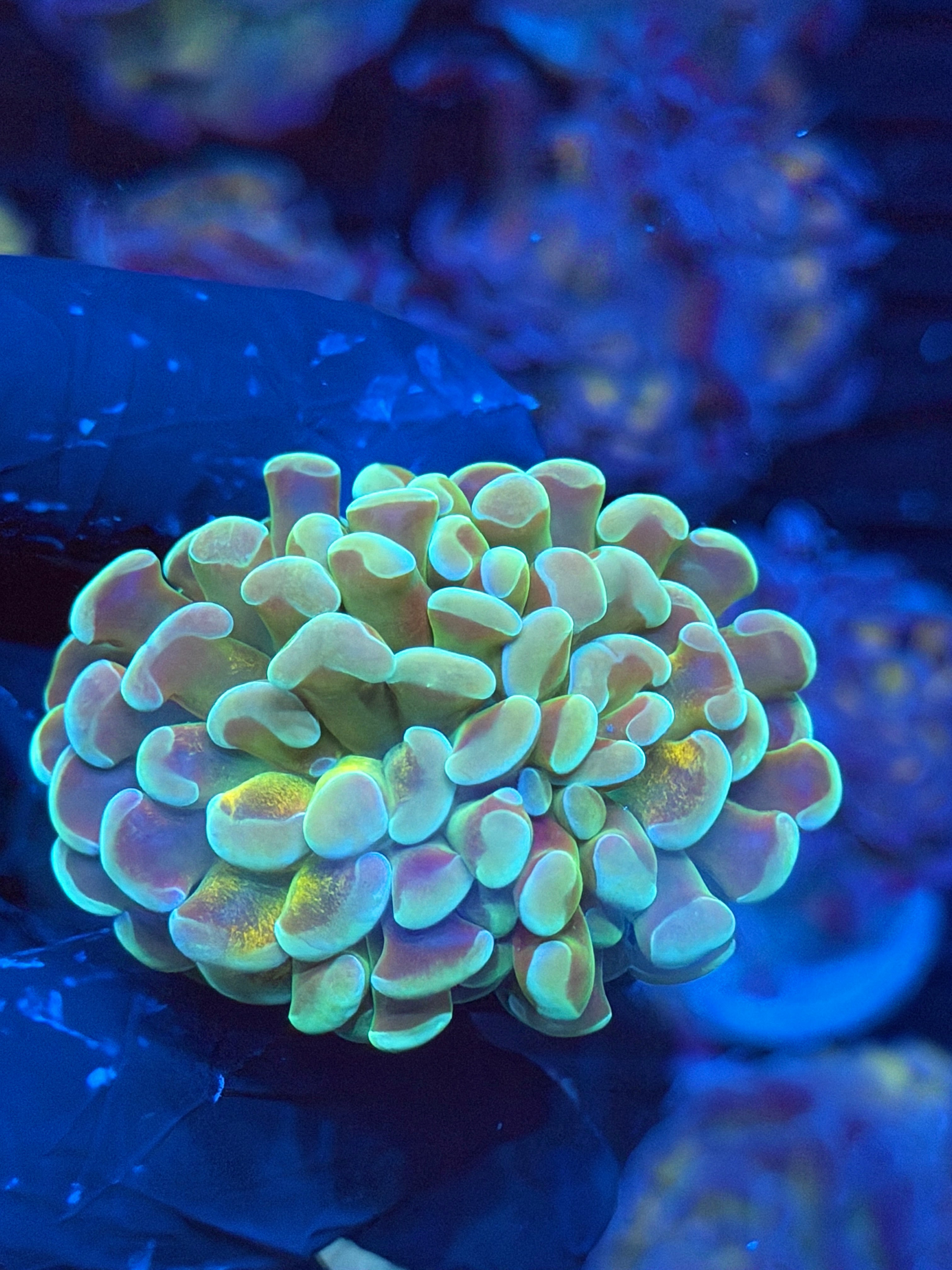 JEA Kaleidoscope Hammer Coral 1 XL Head Splitting Last Frag Available 9/6