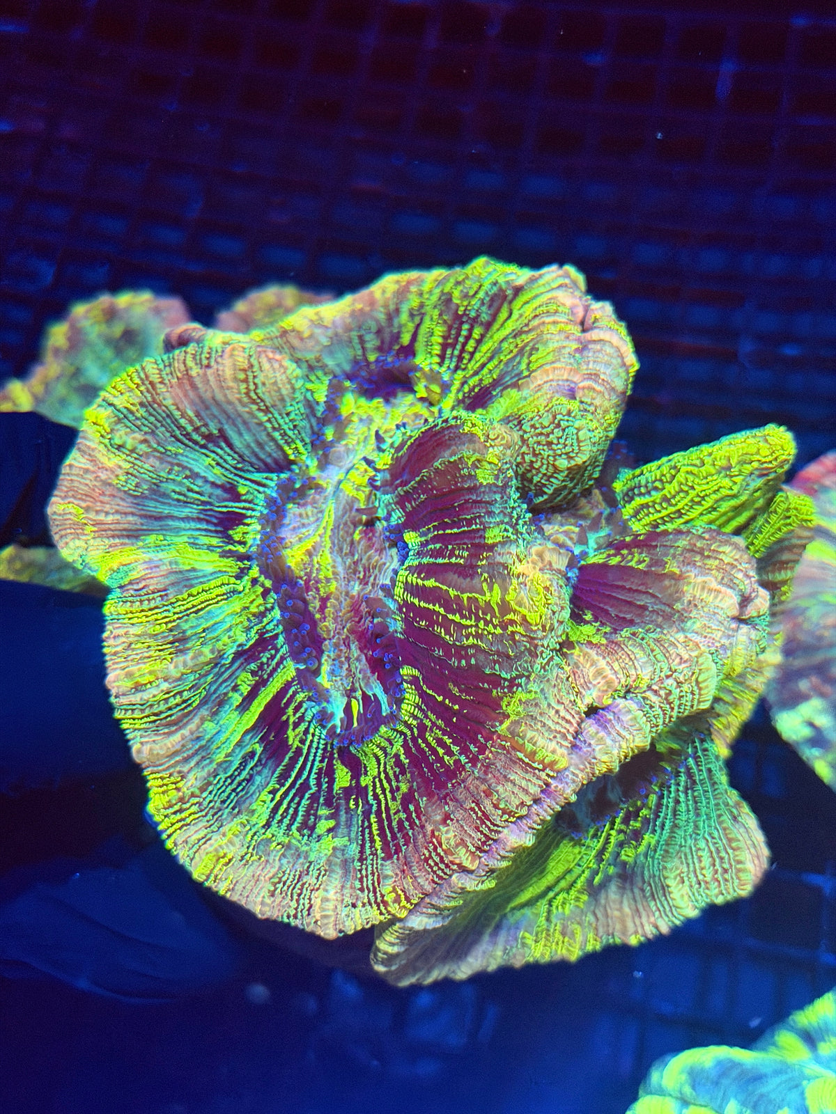 Rainbow Holographic Trachyphyllia Meat Coral XXL Show Piece 9/27