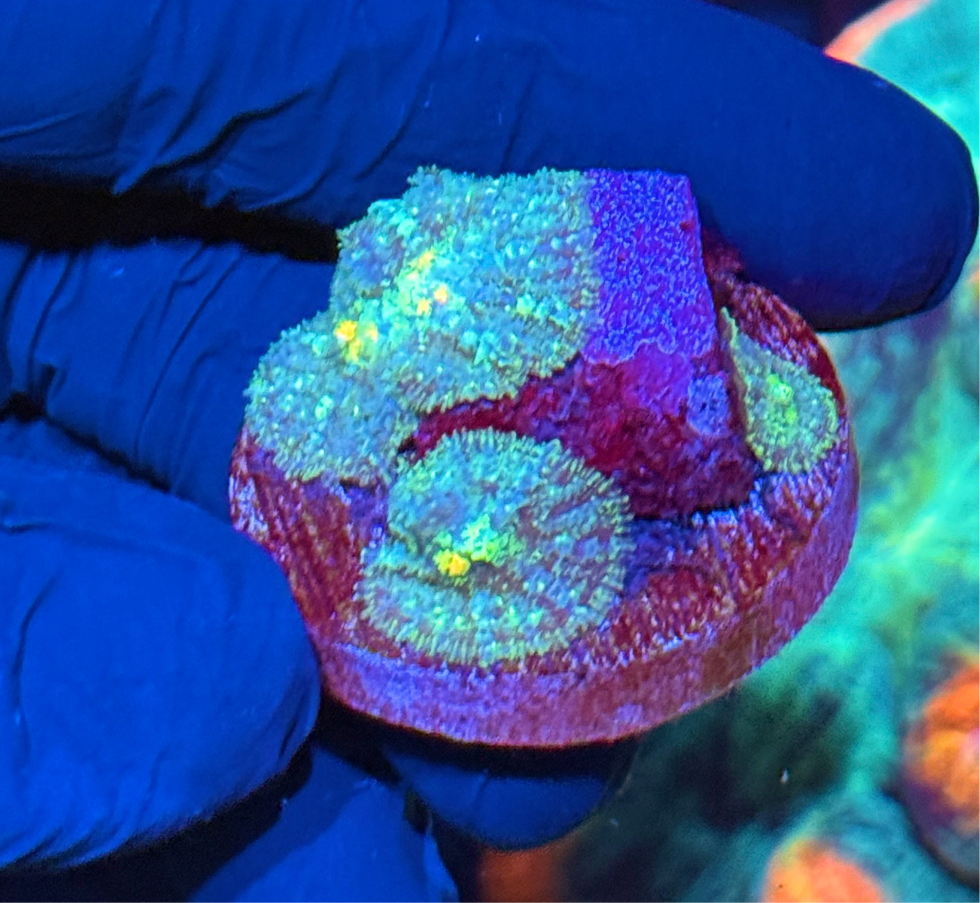 JEA Godspawn Bounce Mushroom Coral 3 Mushroom Plate