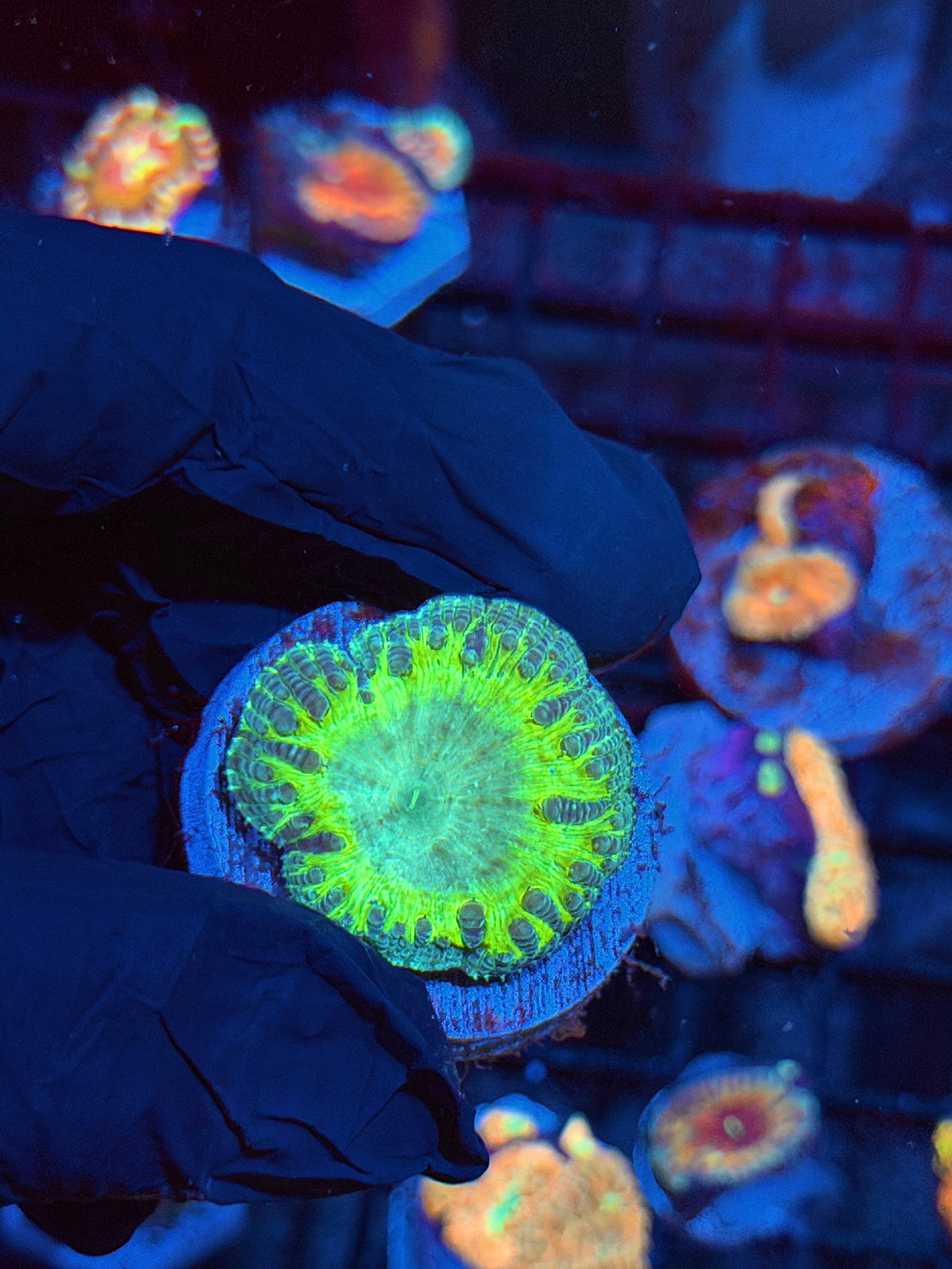 JEA Predator Blastomussa Coral 1 XL Head