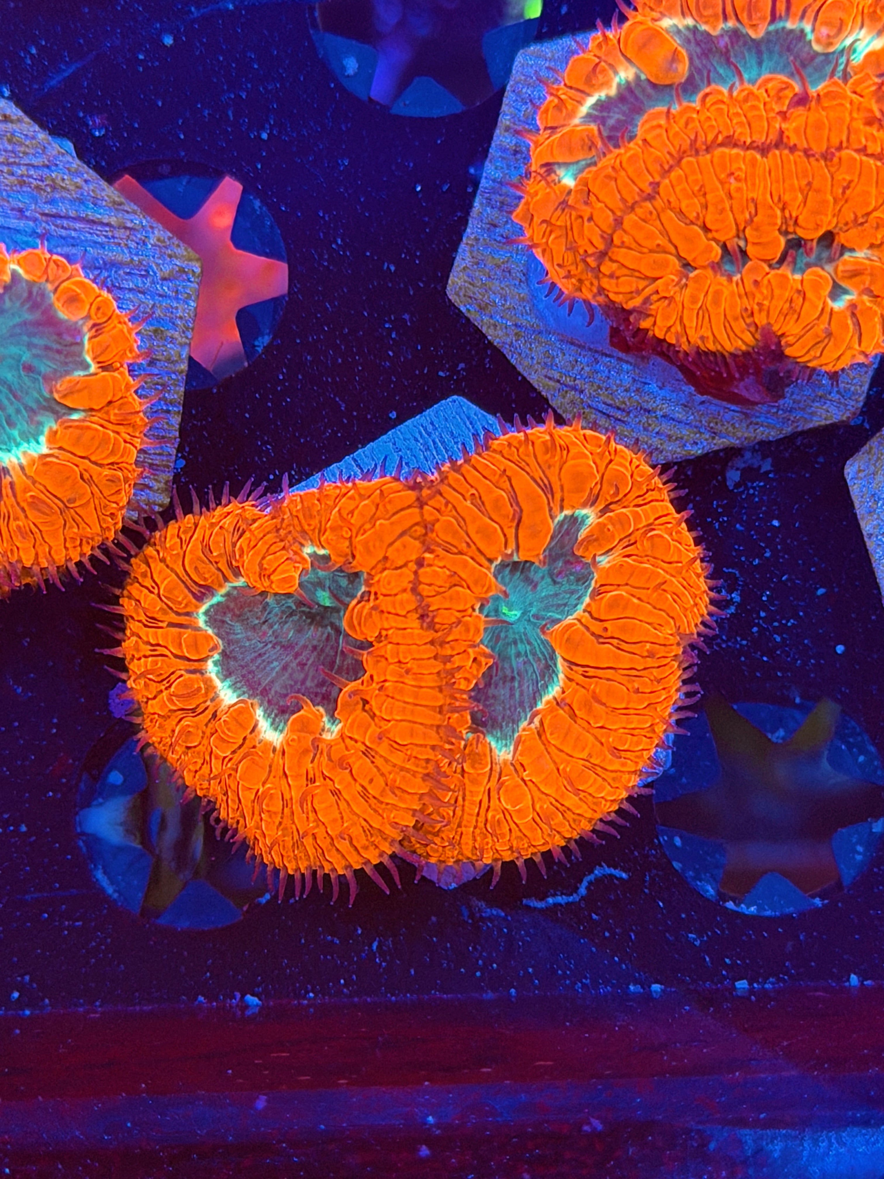 JEA Mortar Splash Blastomussa Coral 2 Heads XL *New Release* 8/6