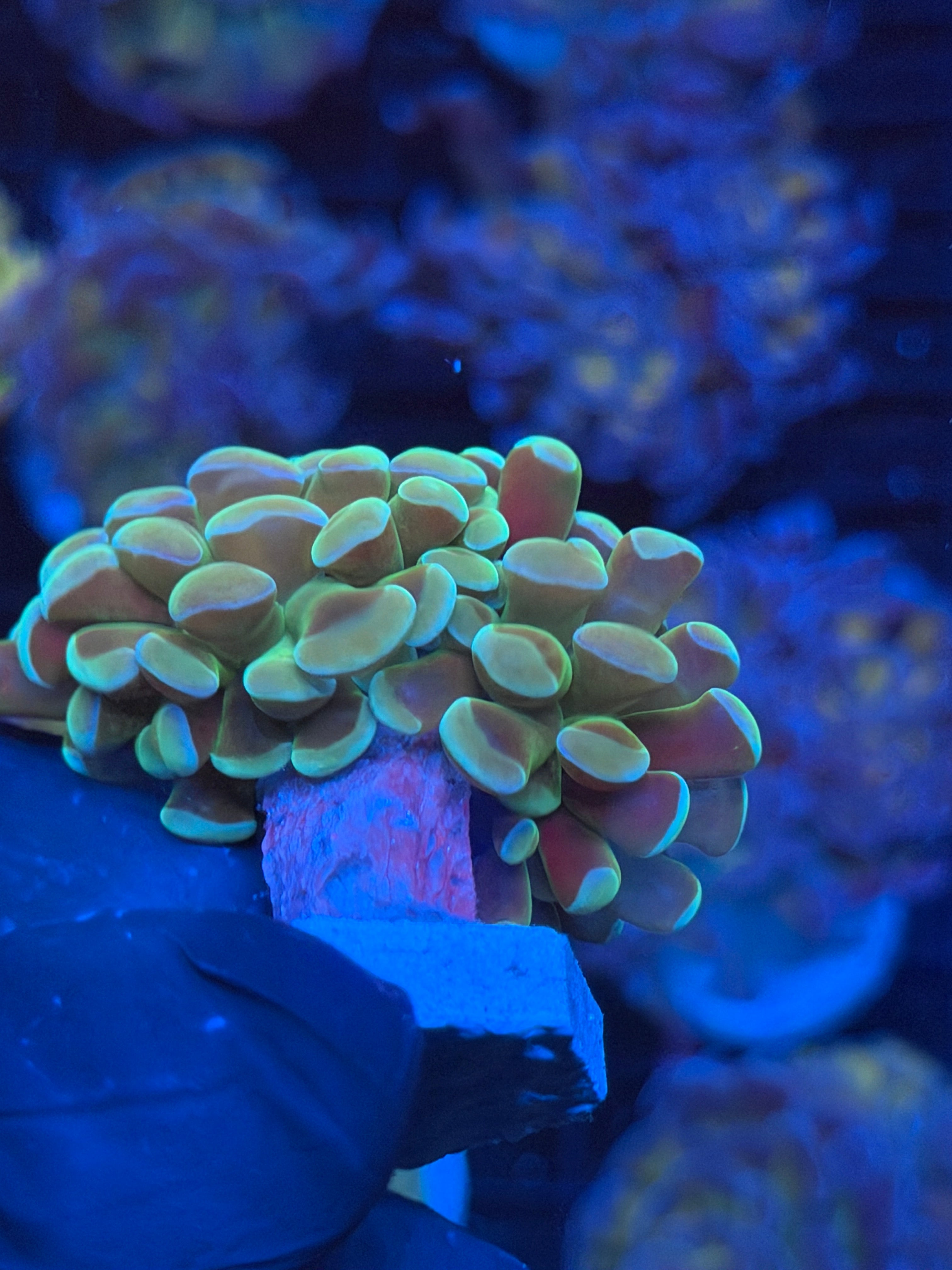 JEA Kaleidoscope Hammer Coral 1 XL Head Splitting Last Frag Available 9/6