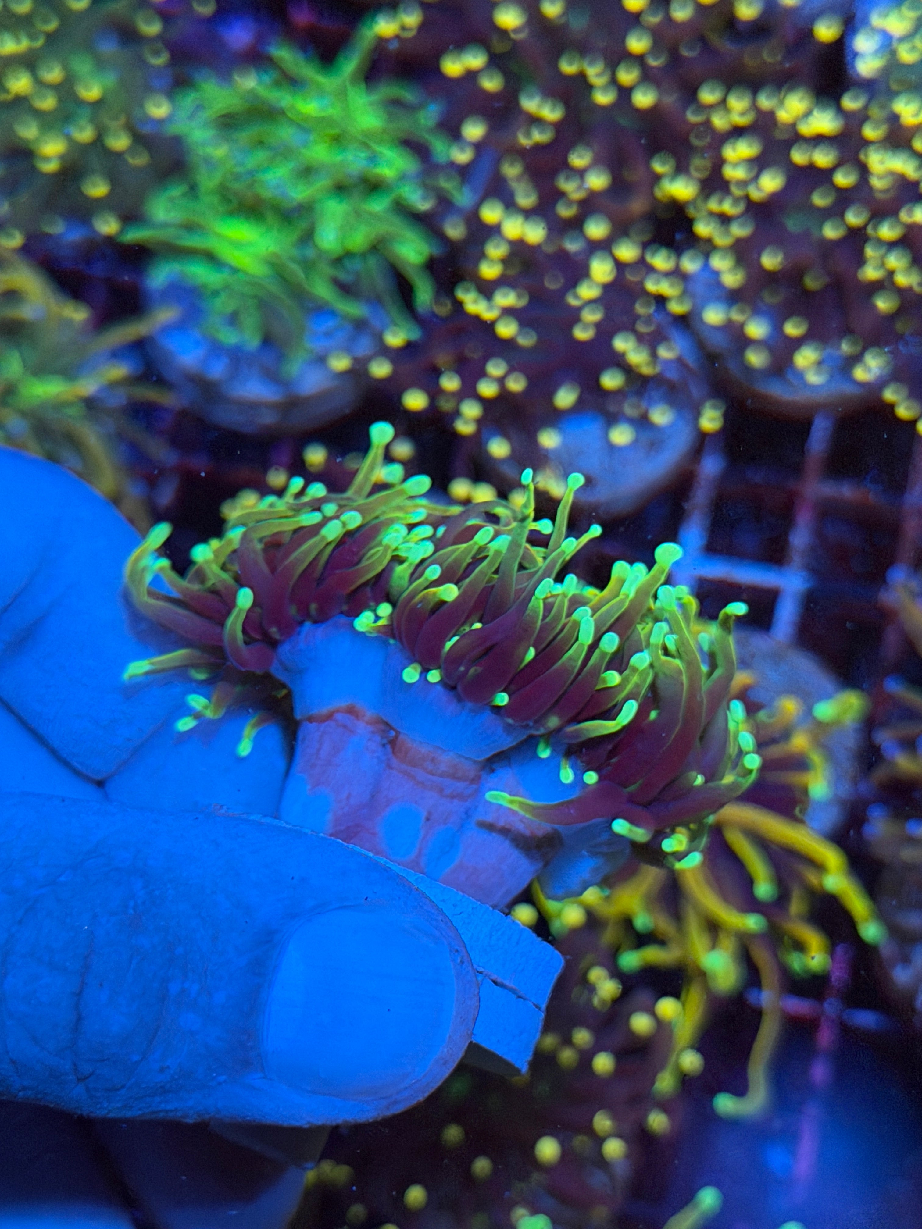 JEA Dragon Soul Torch Coral Splitting to 4 Cluster XL