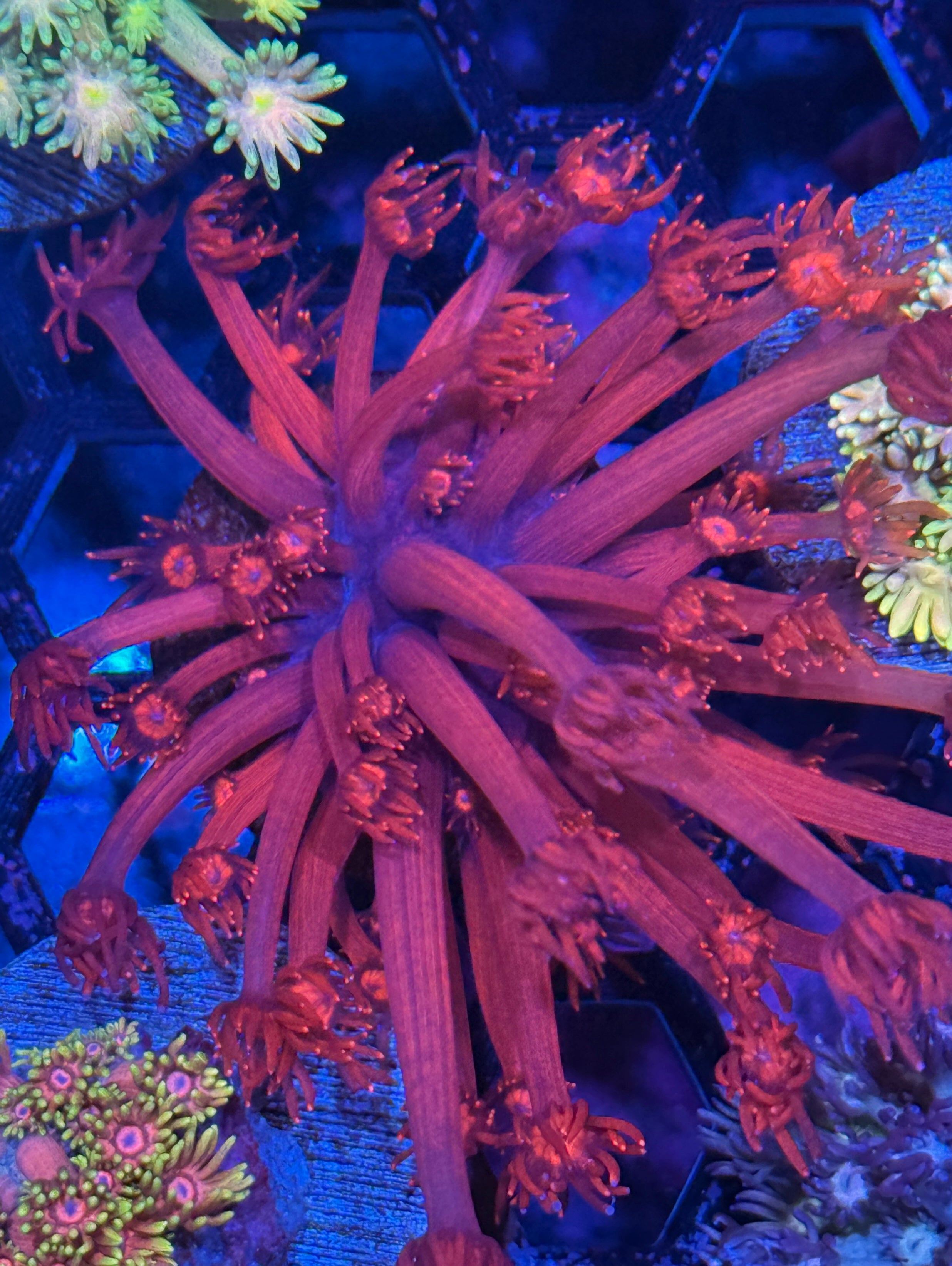 JEA Deadshot Goniopora Coral XL 7/2