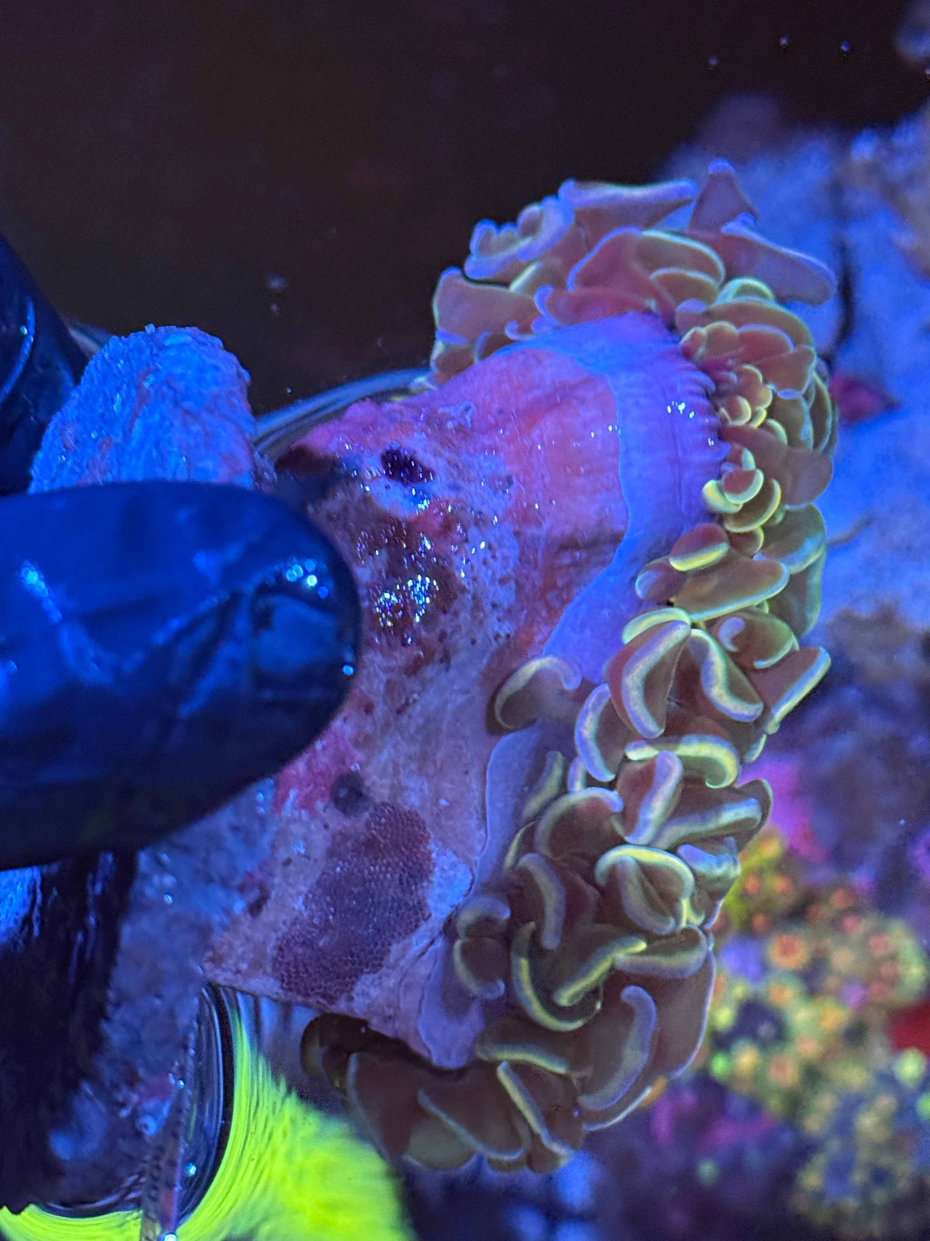 Metallic Wall Hammer Coral XL