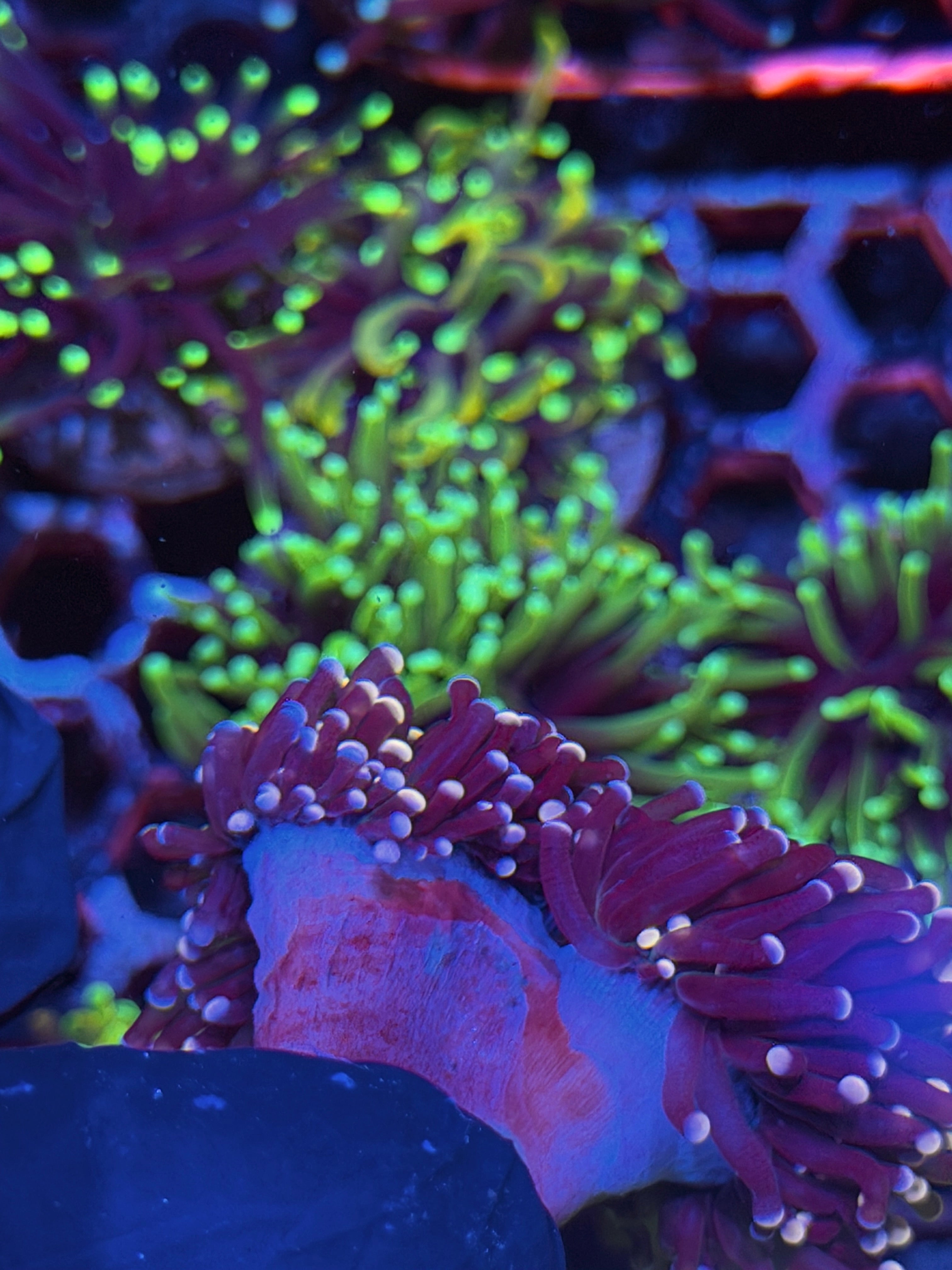 JEA  Joker Torch Coral Fat Stalk 2 Heads