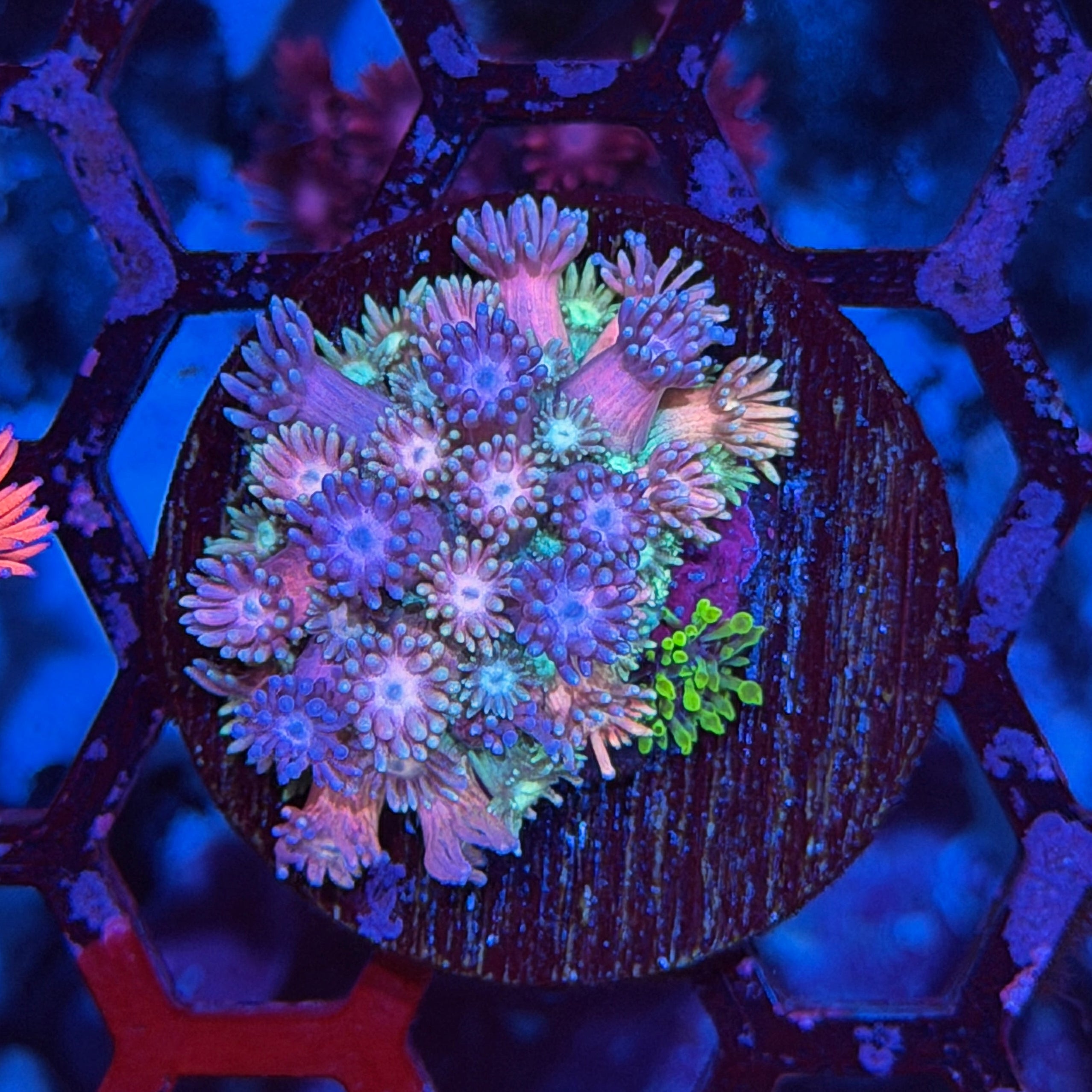 JEA Rainbow Unicorn Goniopora Coral 6/4