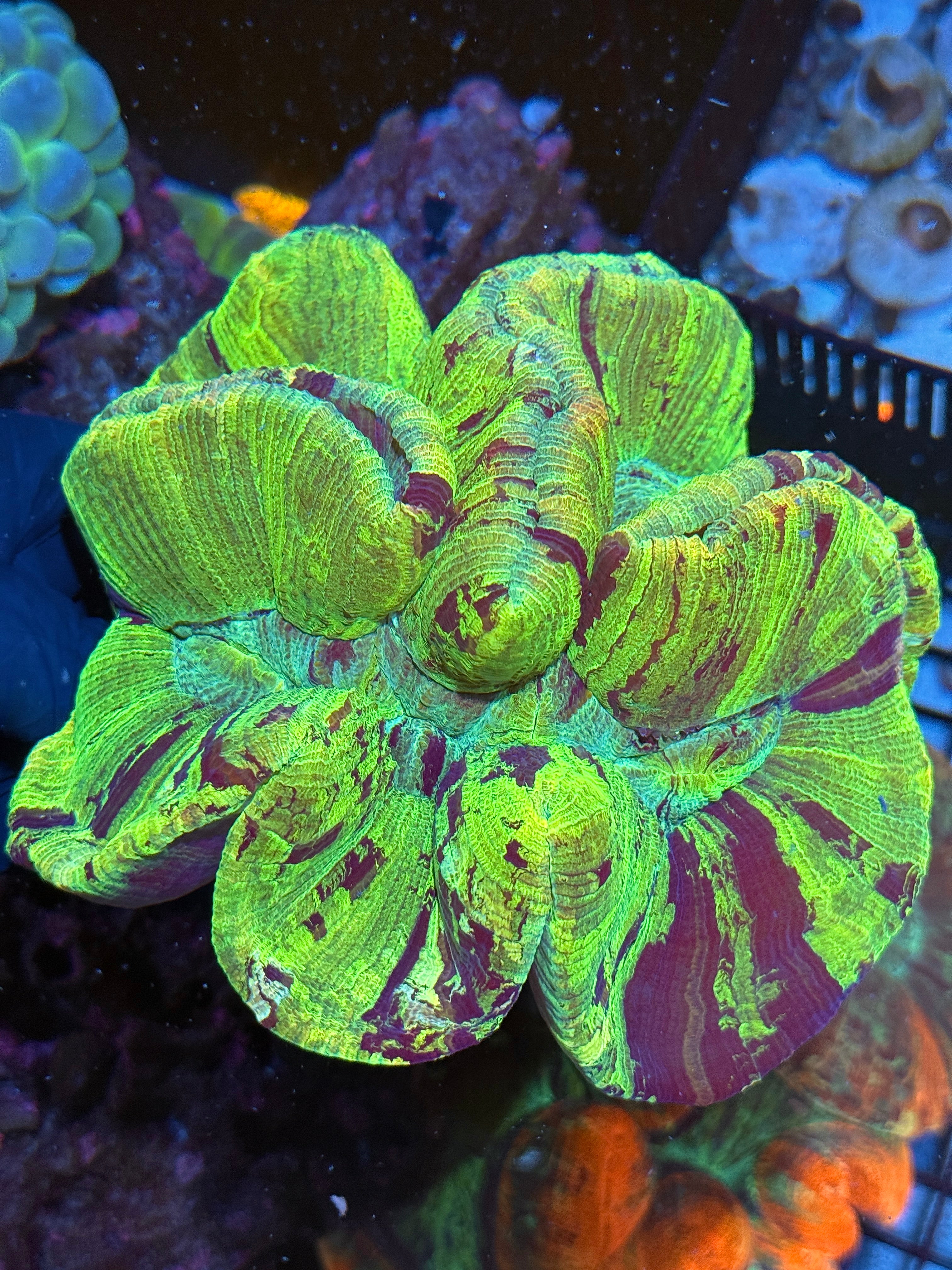 Insane Green Striped Trachyphyllia Wellsophyllia Meat Coral XXXL Show Piece 10/12