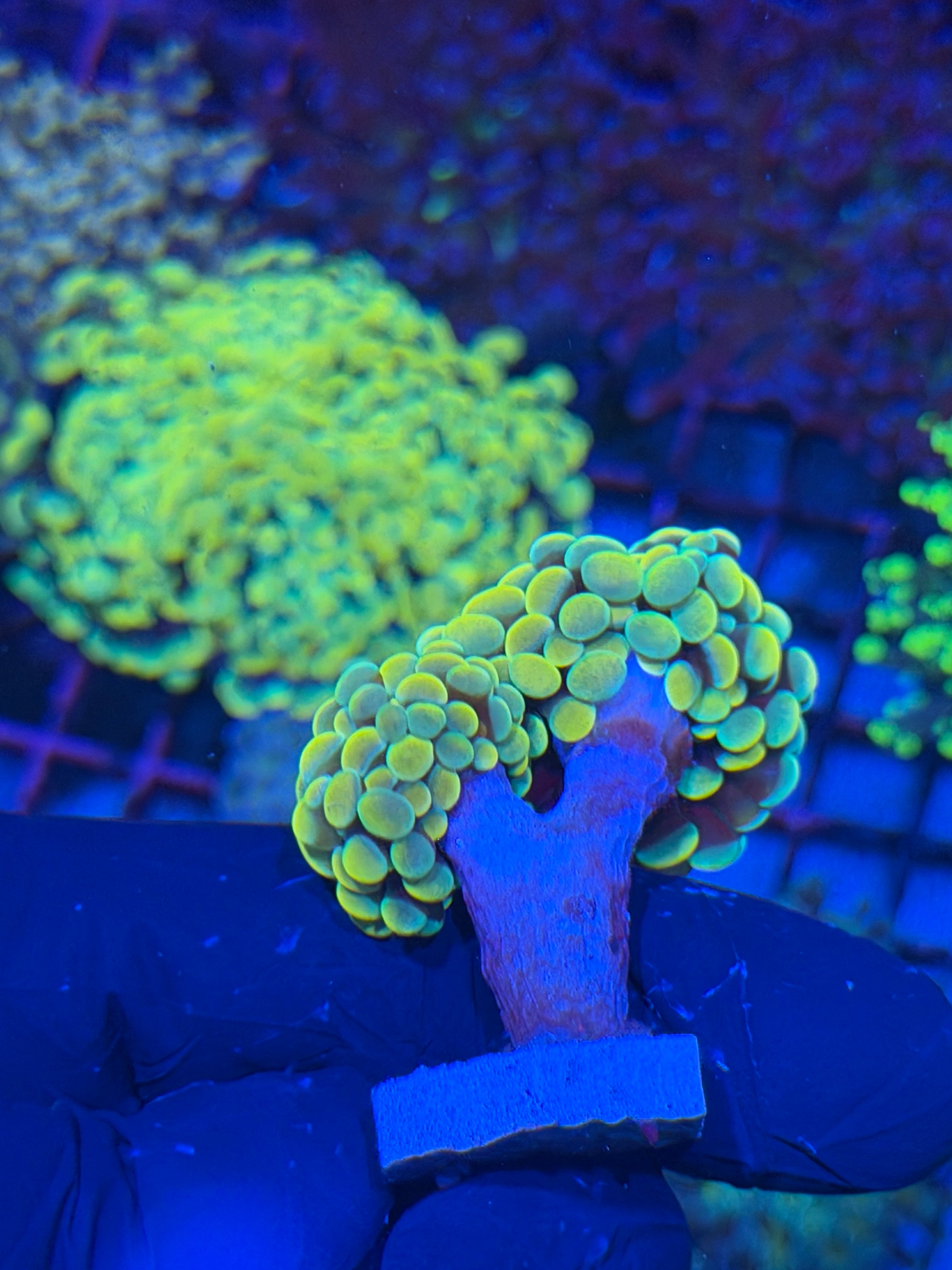 JEA Jellybean Hammer Coral 2 Heads 7/21