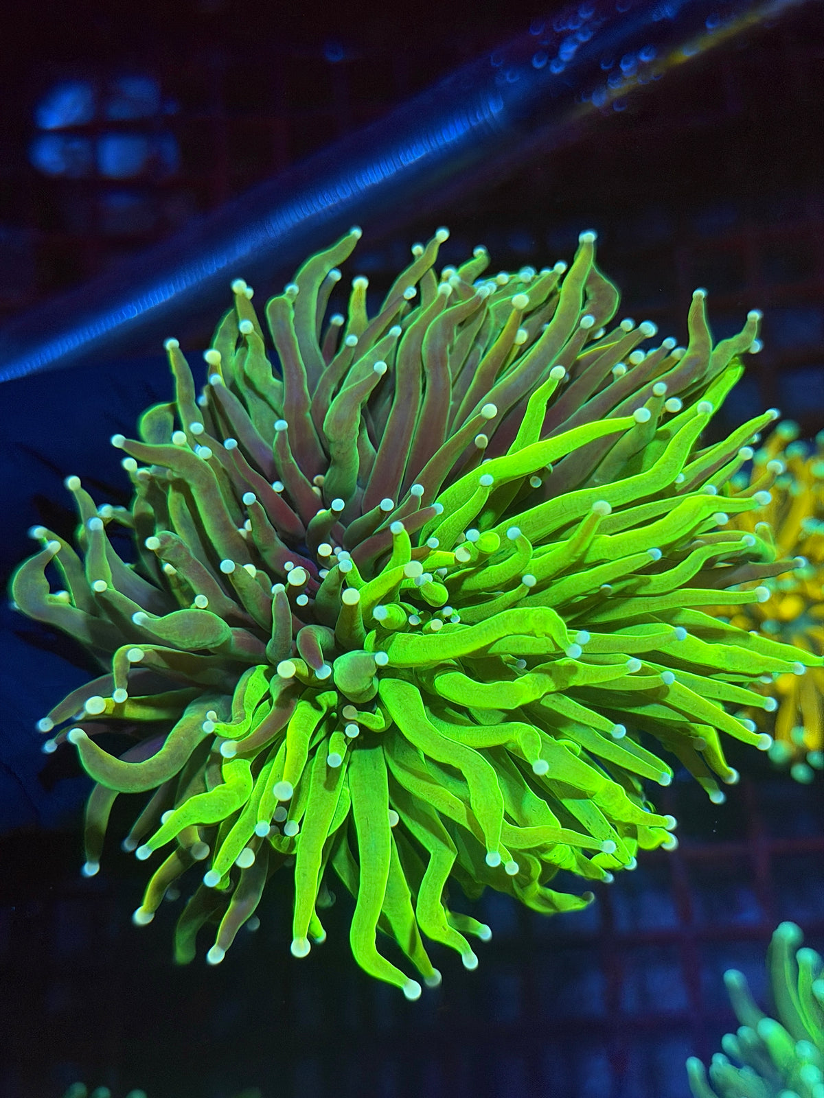 JEA Chimera Grafted Holy Grail Torch Coral 2 Heads Splitting to 3 XXXL Collectors Piece 9/28