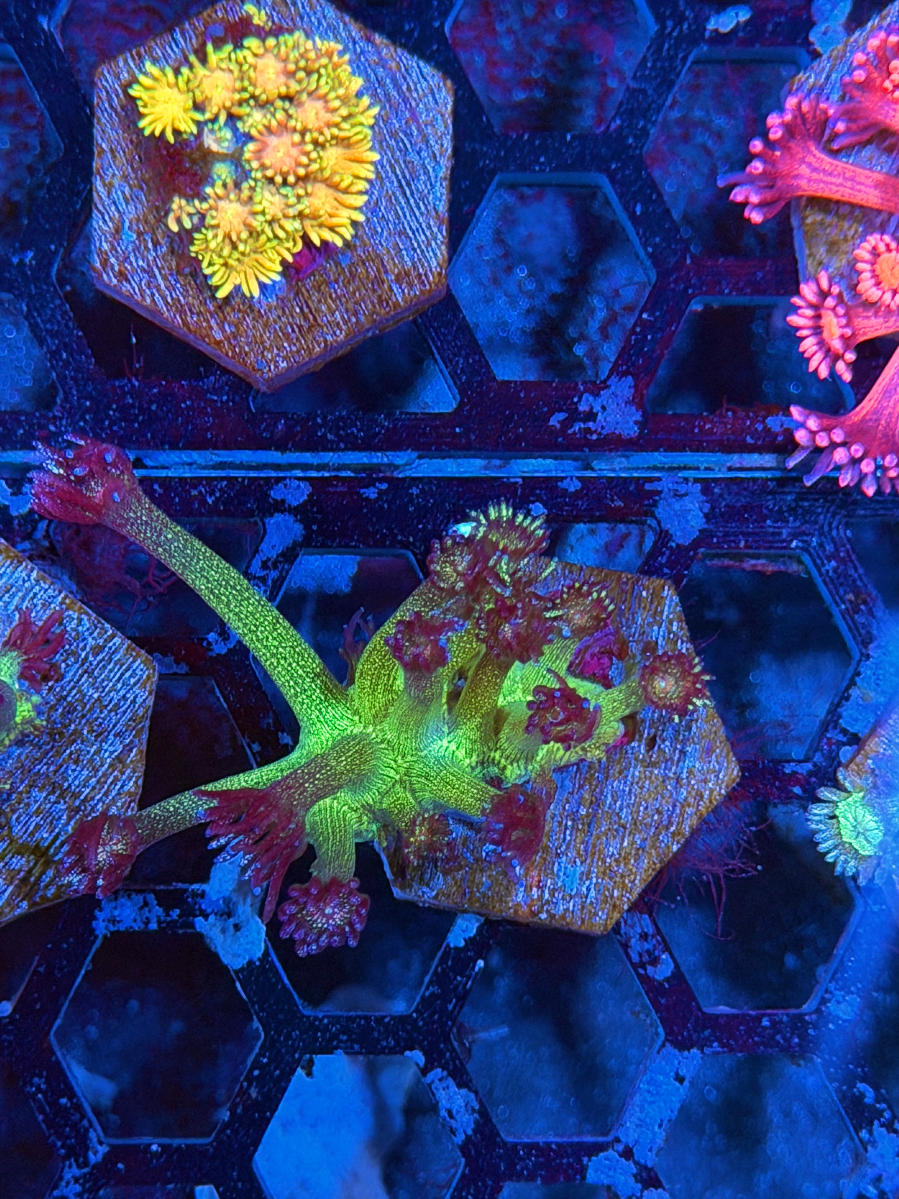 JEA Black Widow Glitter Goniopora Coral 8/6