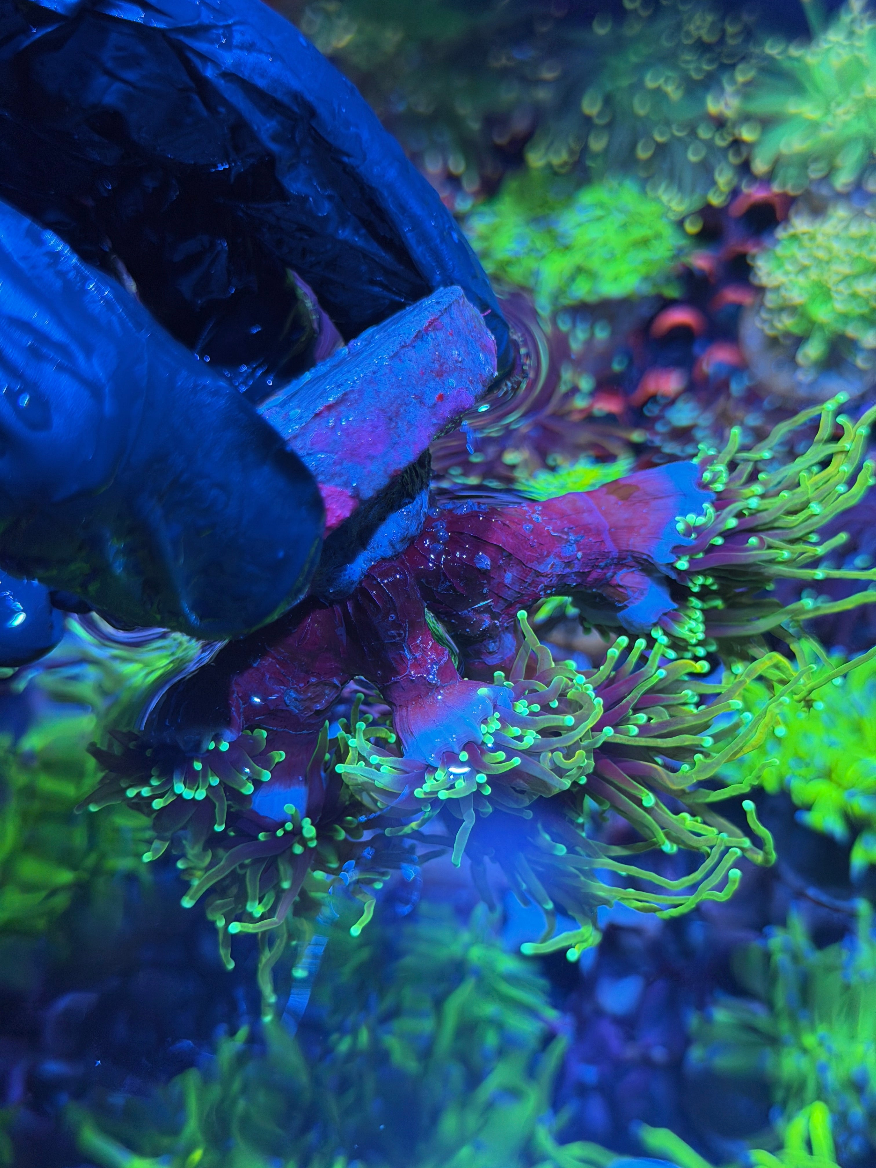 JEA Freezer Burn Torch Coral Colony XXL 7+ Heads