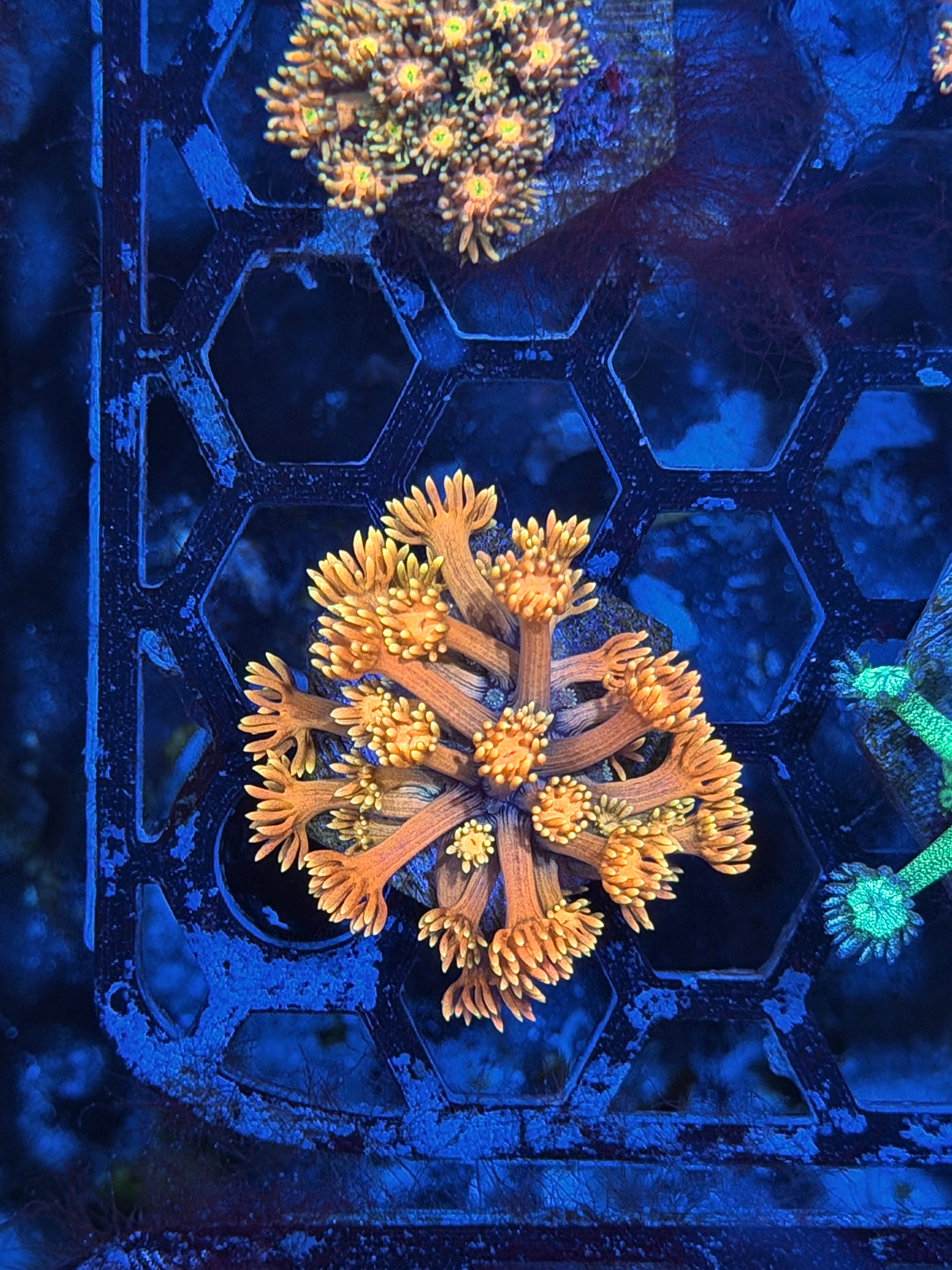 JEA Inferno Goniopora Coral *New Release* 8/6