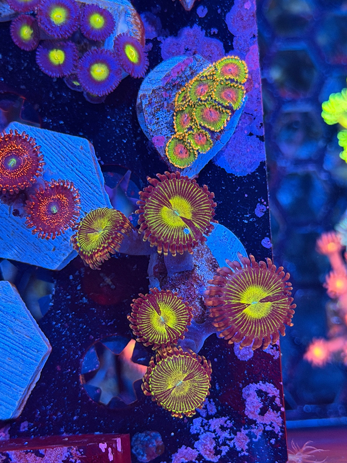 JEA Buttkisser Zoanthid Coral 5 Polyps 10/10