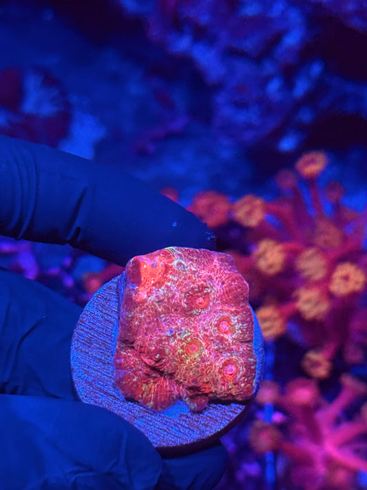 JEA Jingle Bells Chalice Coral