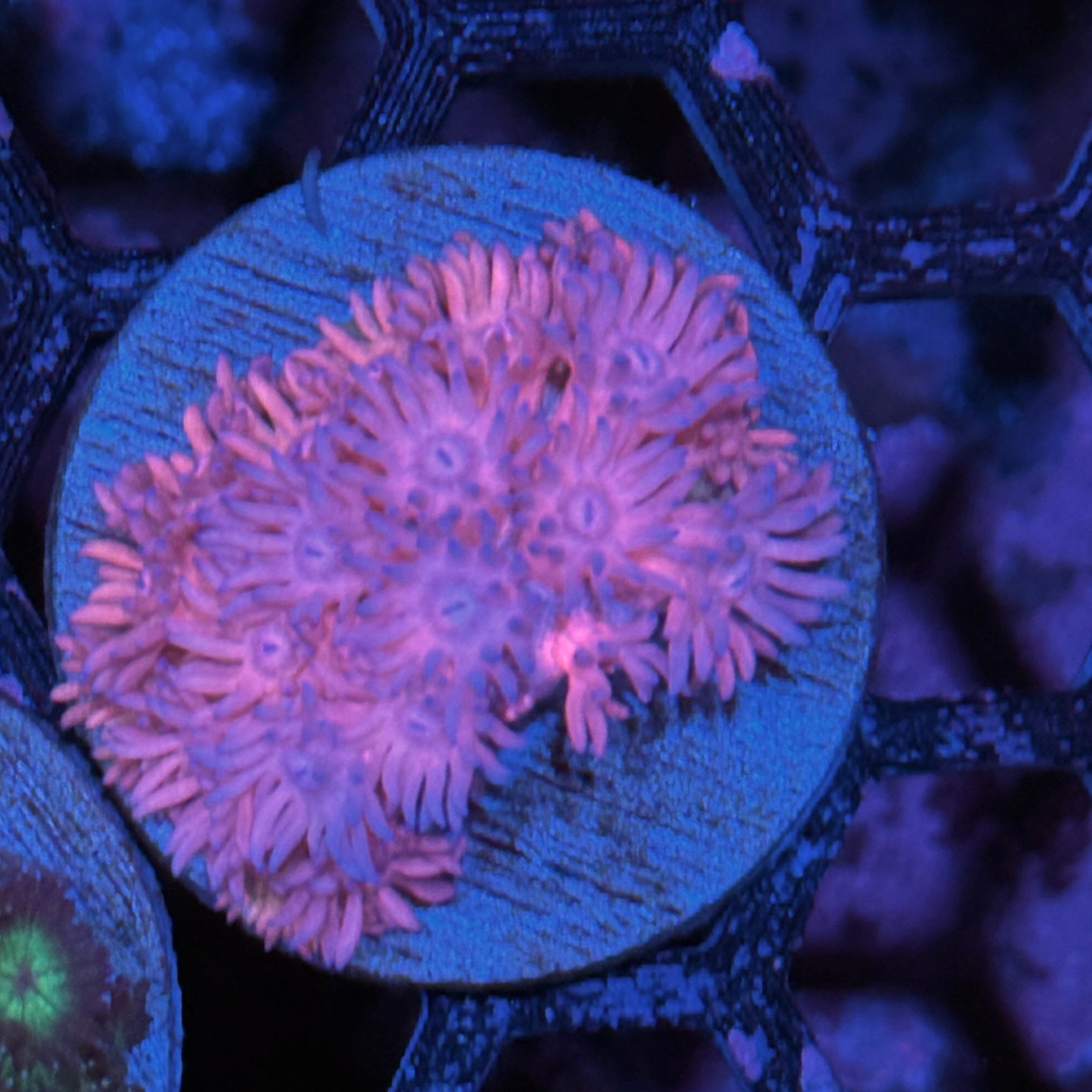 JEA Hello Kitty Goniopora Coral