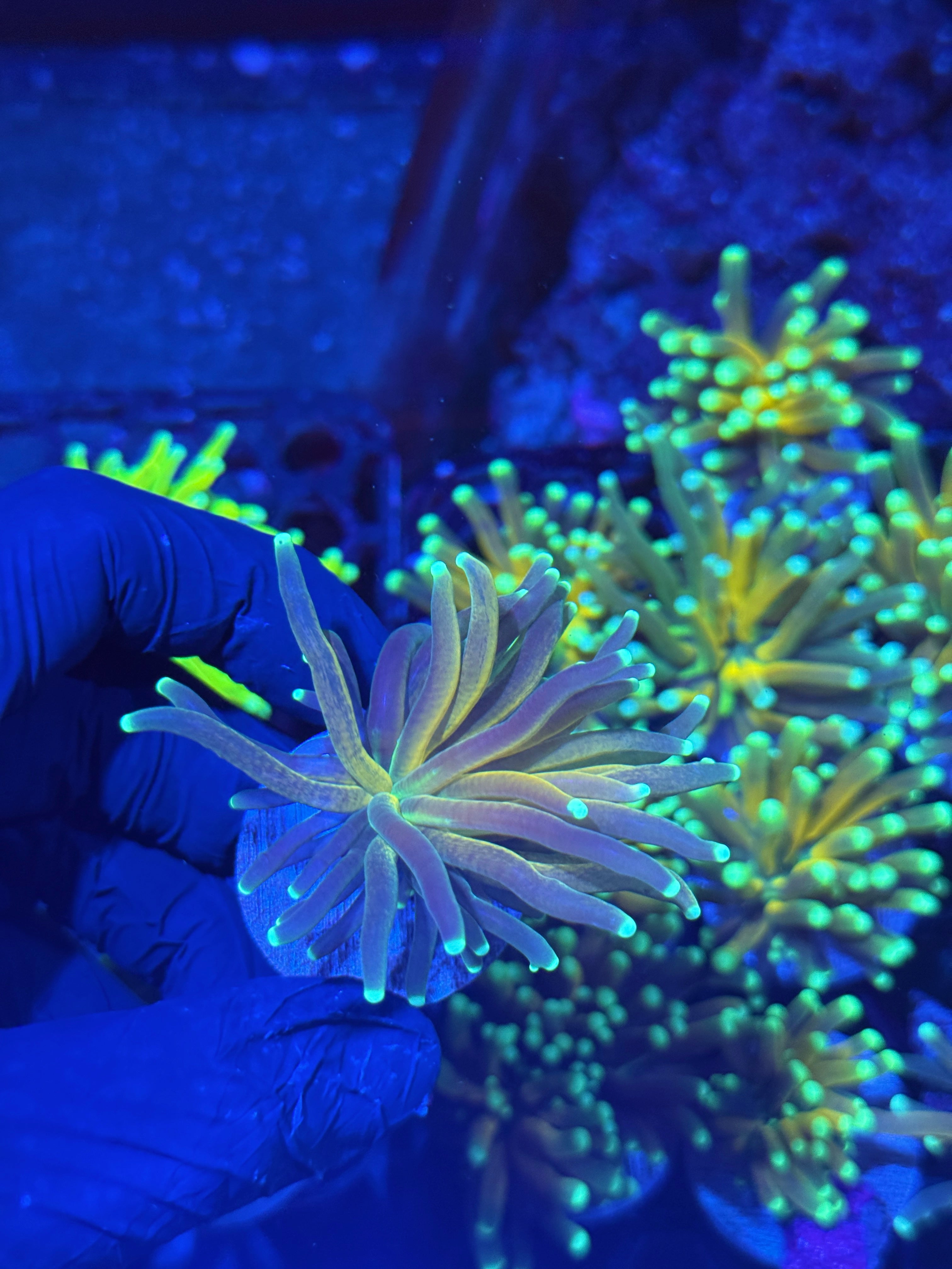 JEA Branching Tiger Torch Coral 1 Head