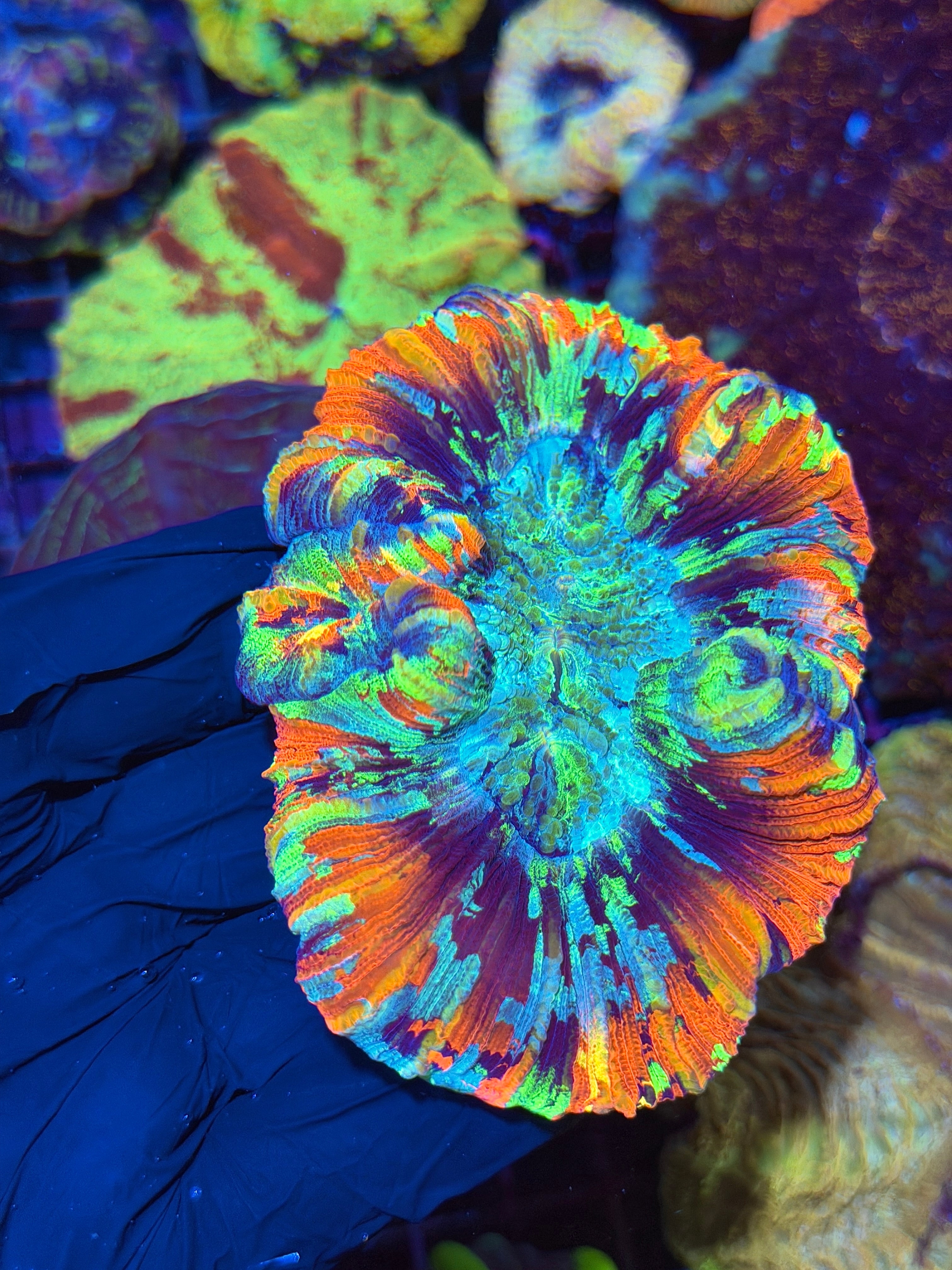 True Rainbow Trachyphyllia Meat Coral BRIGHT