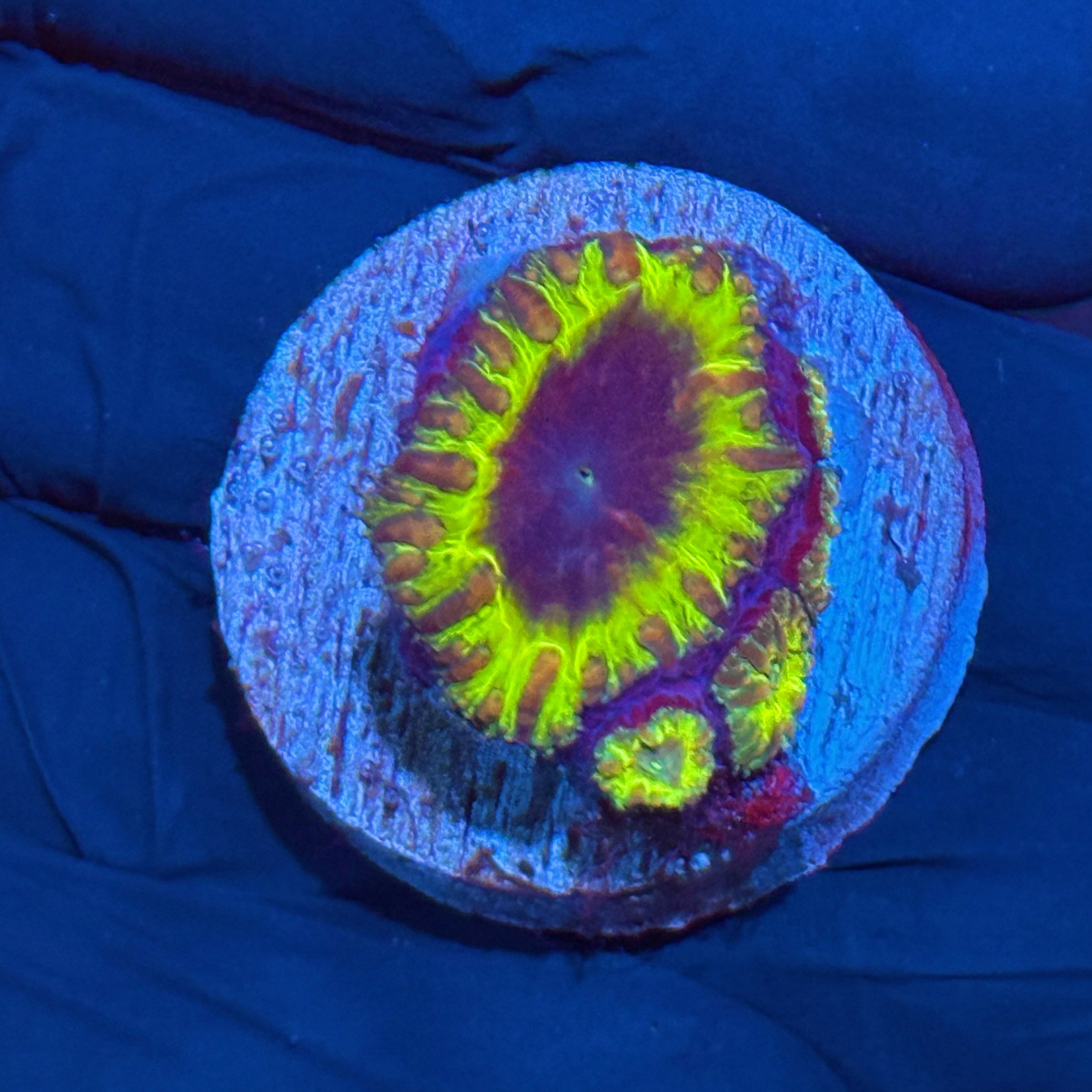 JEA Willy Wonka Blastomussa Coral 4 Heads 10/12