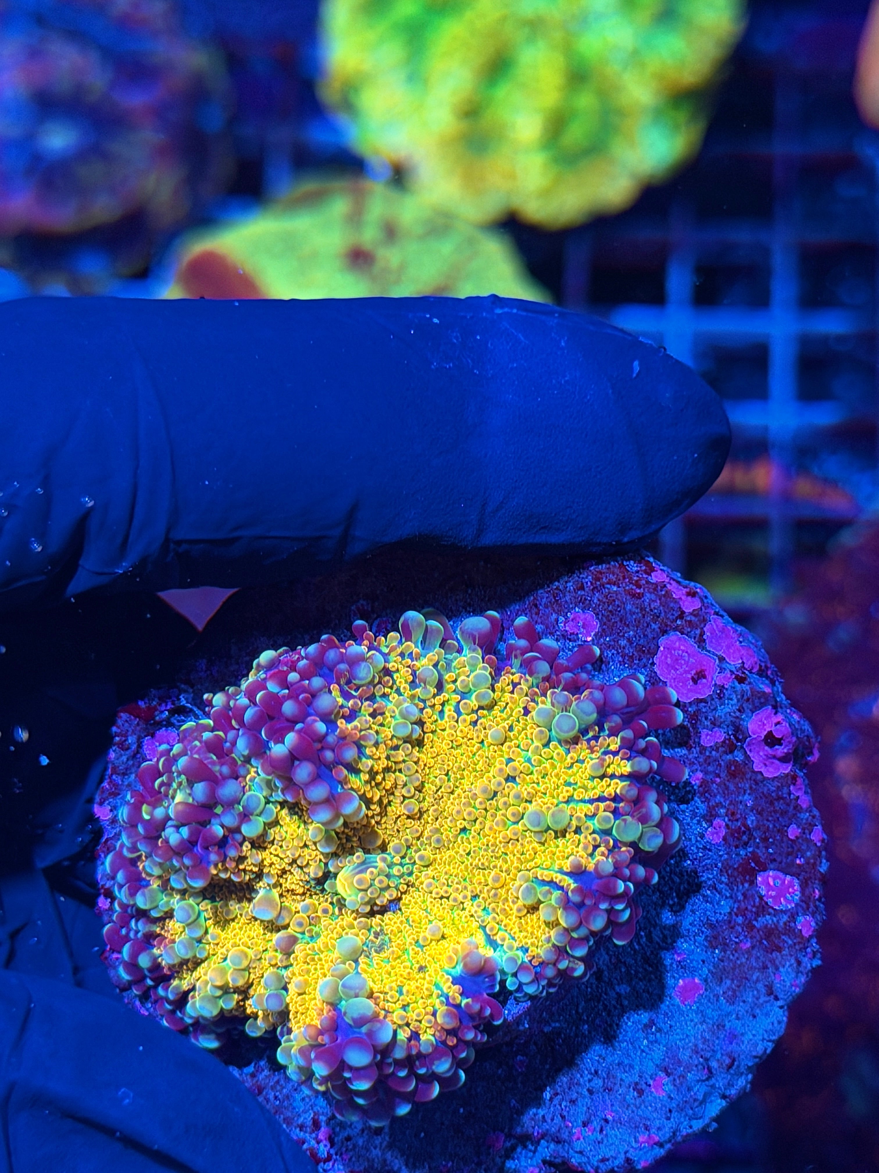 JEA Rainbow Galaxy Yuma Mushroom Coral XXL