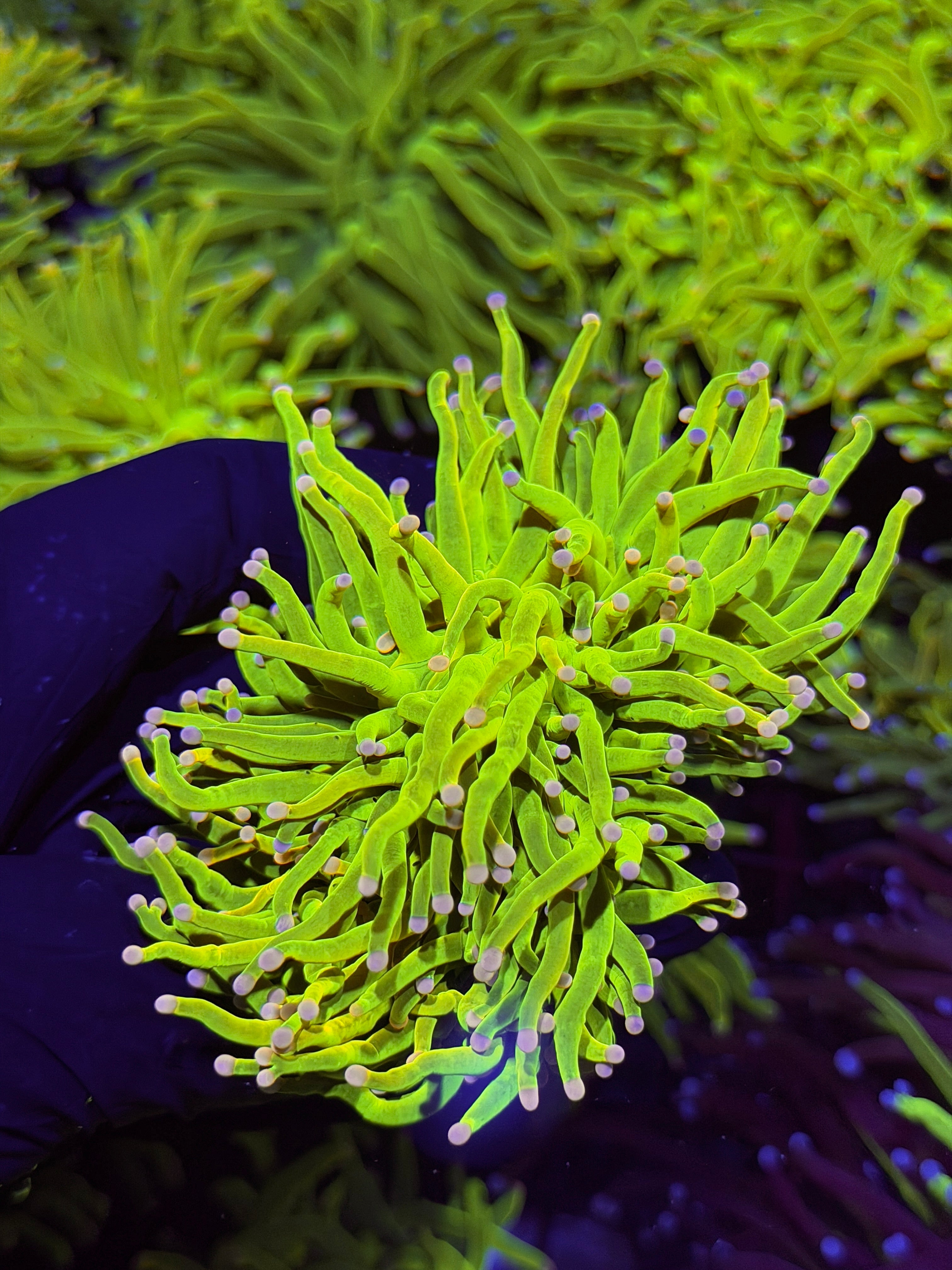 JEA Skittles Holy Grail Torch Coral 2 Heads XXL