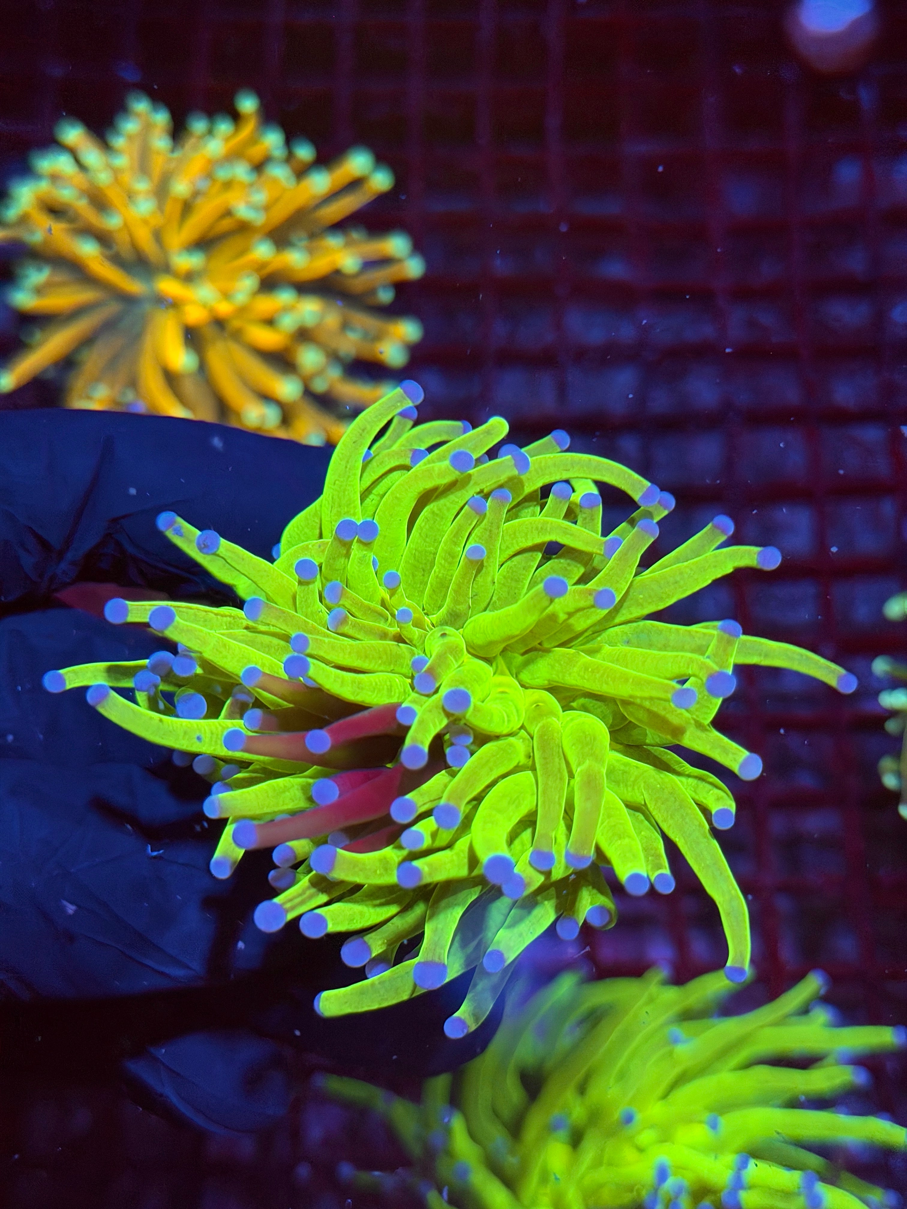 JEA Grafted Holy Grail Torch Coral 1 XL Head Collectors Piece 9/5