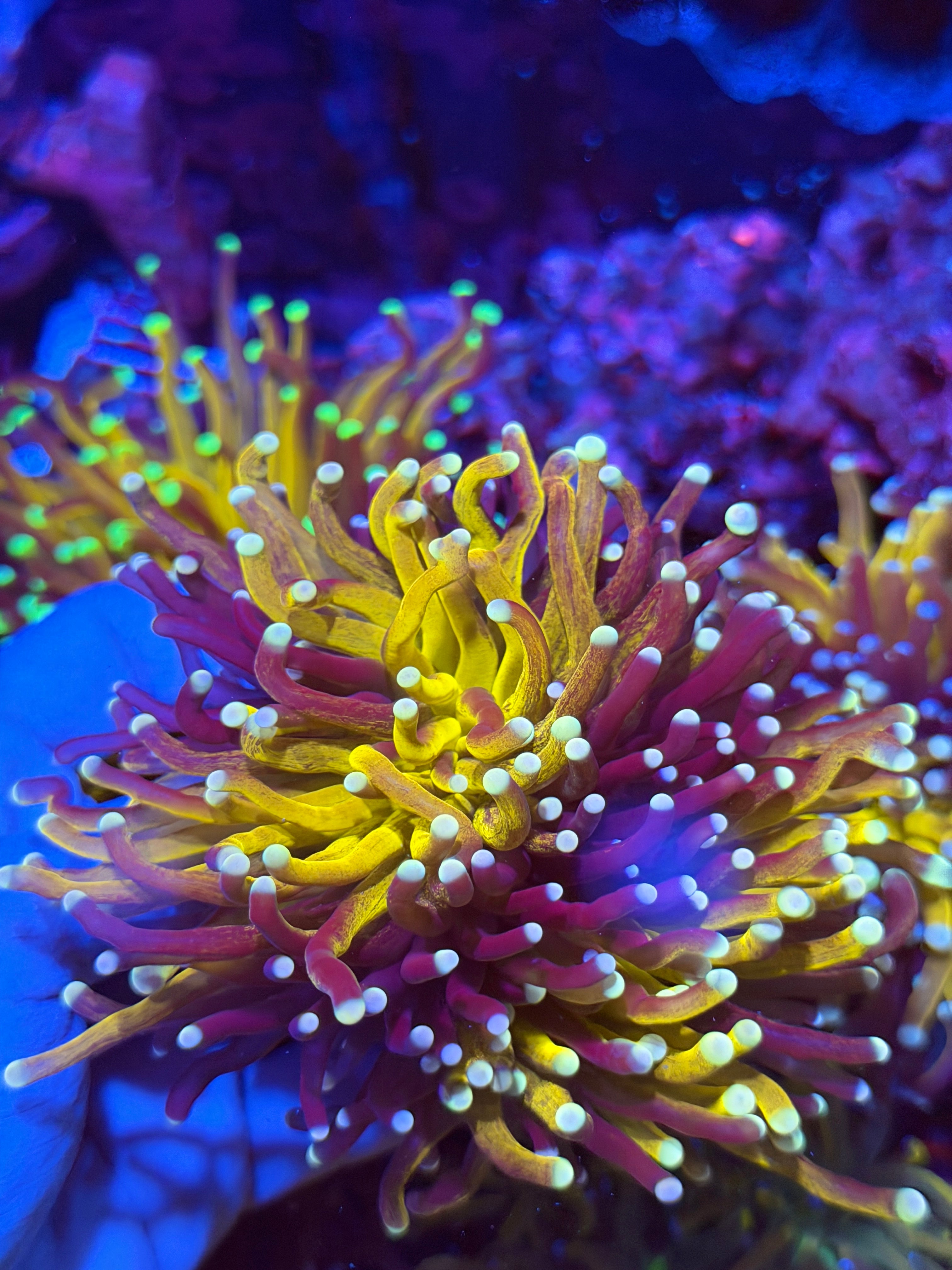 JEA Fat Stalk Tiger Torch Coral Light Purple Tips Green Mouth XXL Show Piece 2/25