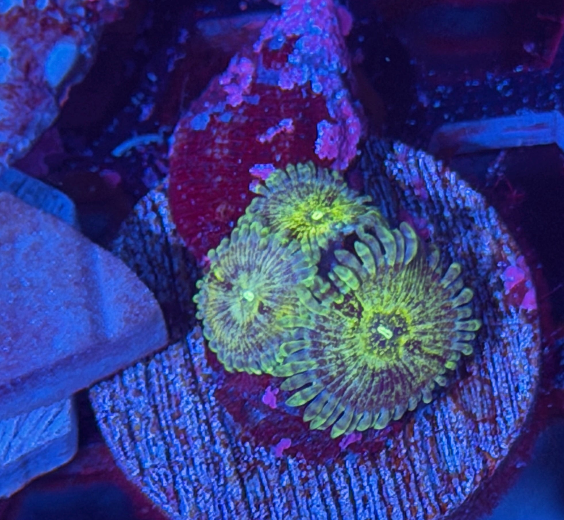 JEA Milky Way Zoanthid Coral 11/28
