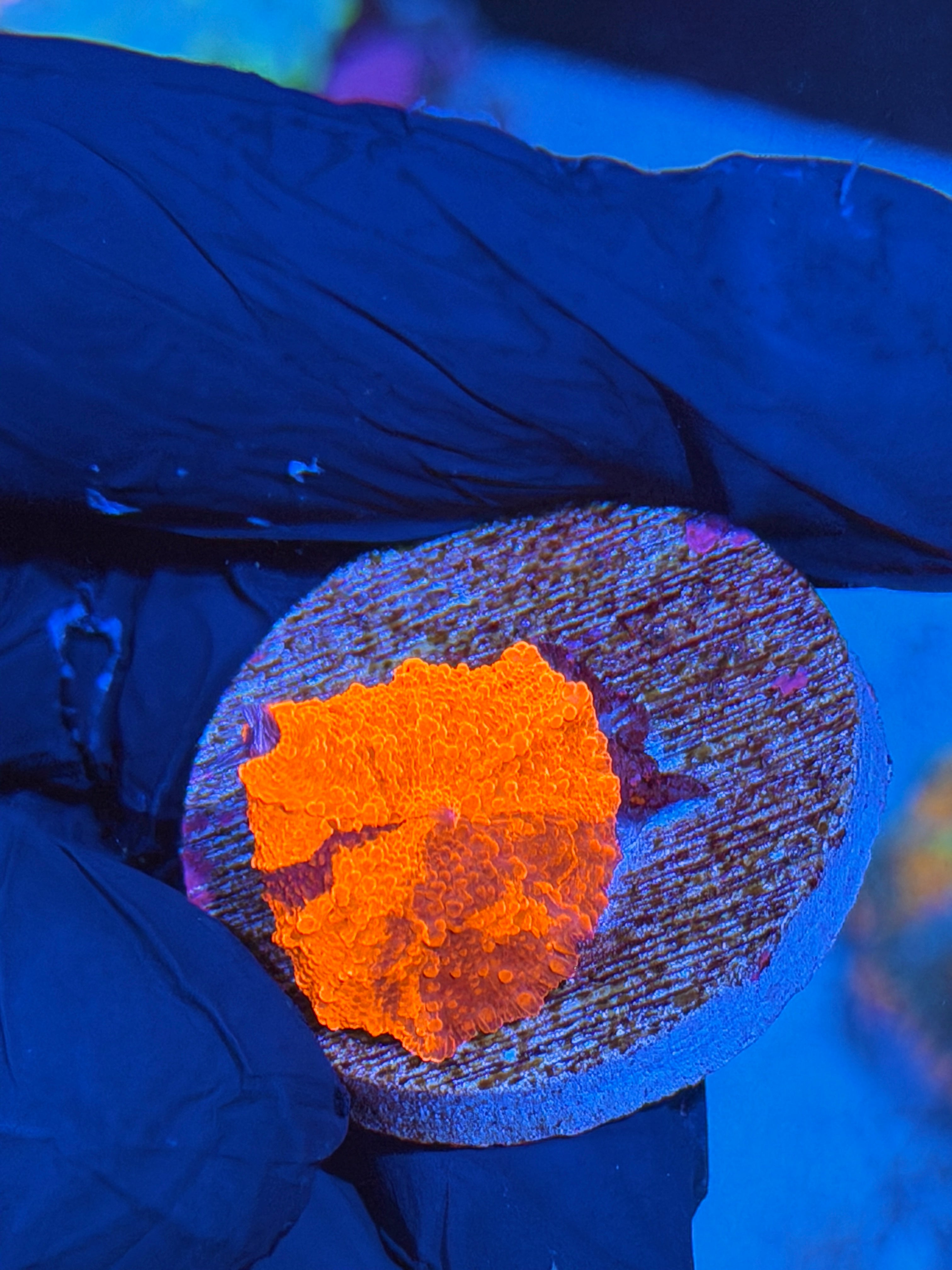 JEA Candy Crush Mushroom Coral (Orange & Purple )